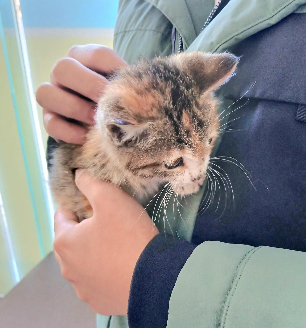 보호중 믹스묘의 가…