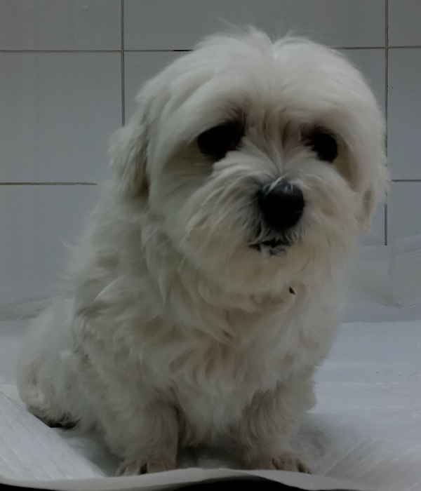 종료(반환) 말티즈…