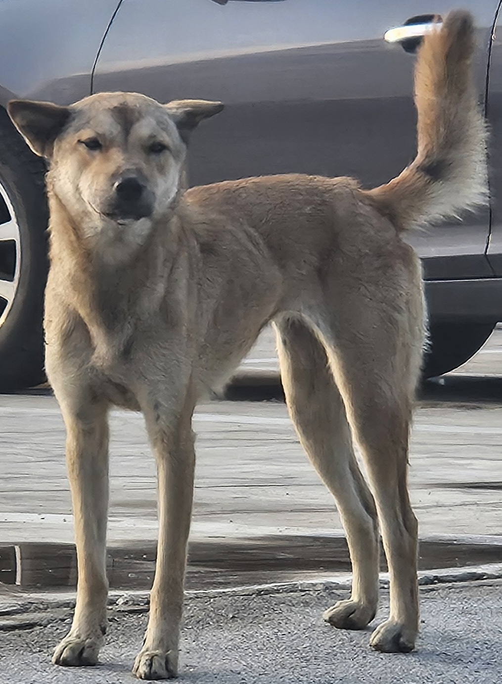 보호중 믹스견의 가…