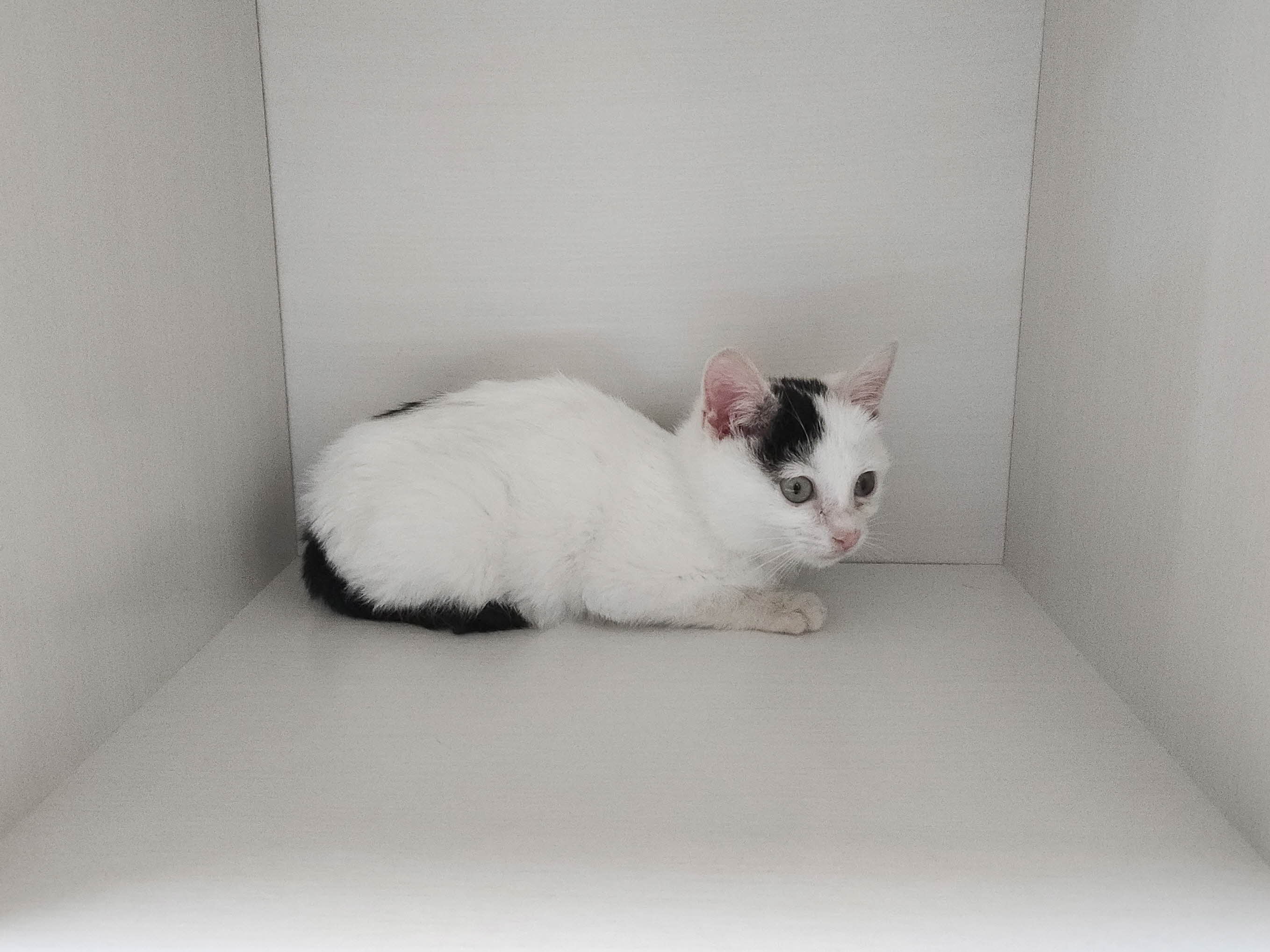 보호중 한국 고양이…