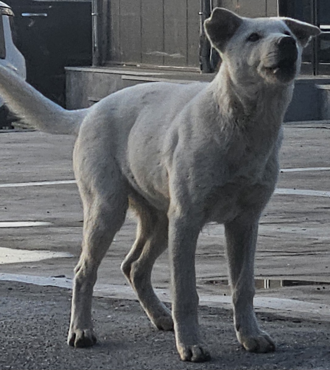 보호중 믹스견의 가…