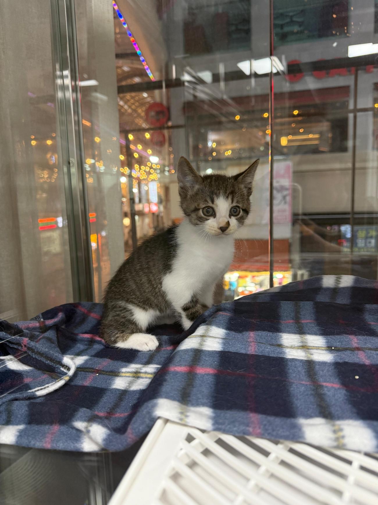 보호중 한국 고양이…