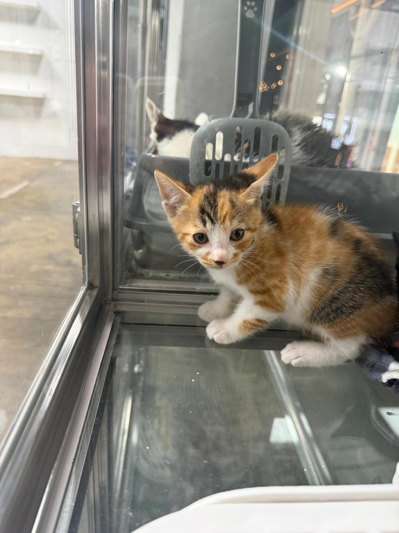 보호중 한국 고양이…