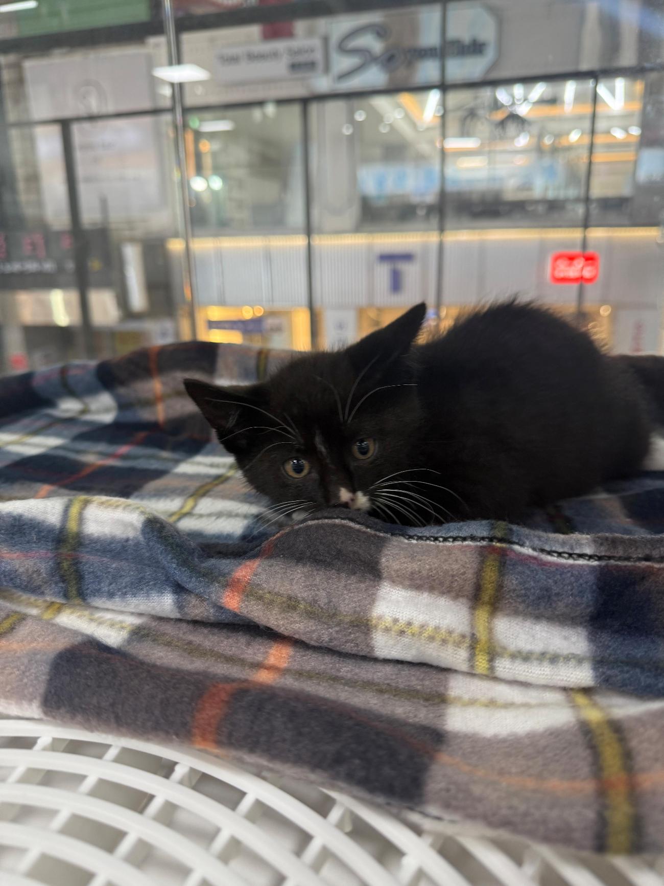 보호중 한국 고양이…