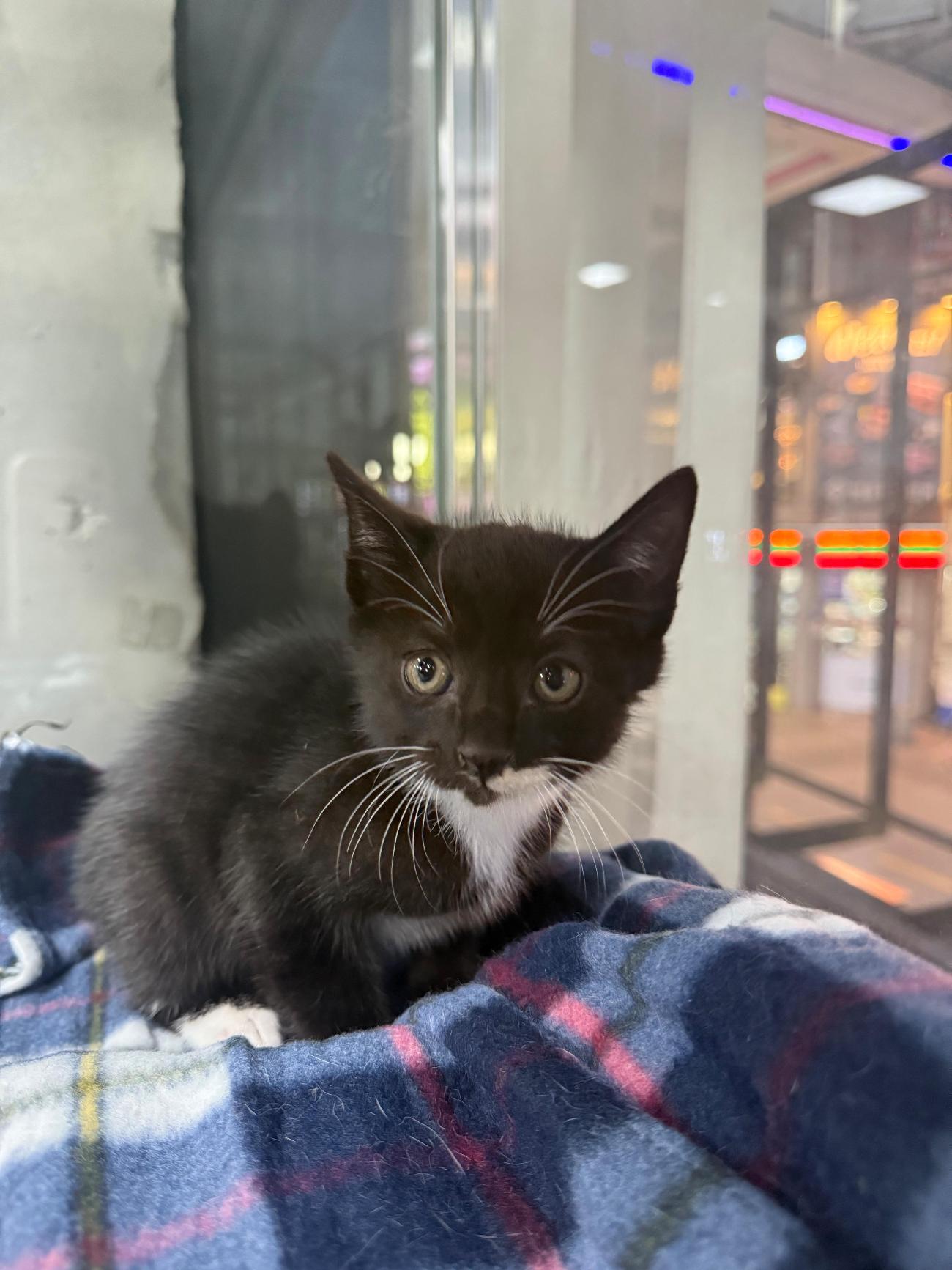 보호중 한국 고양이…