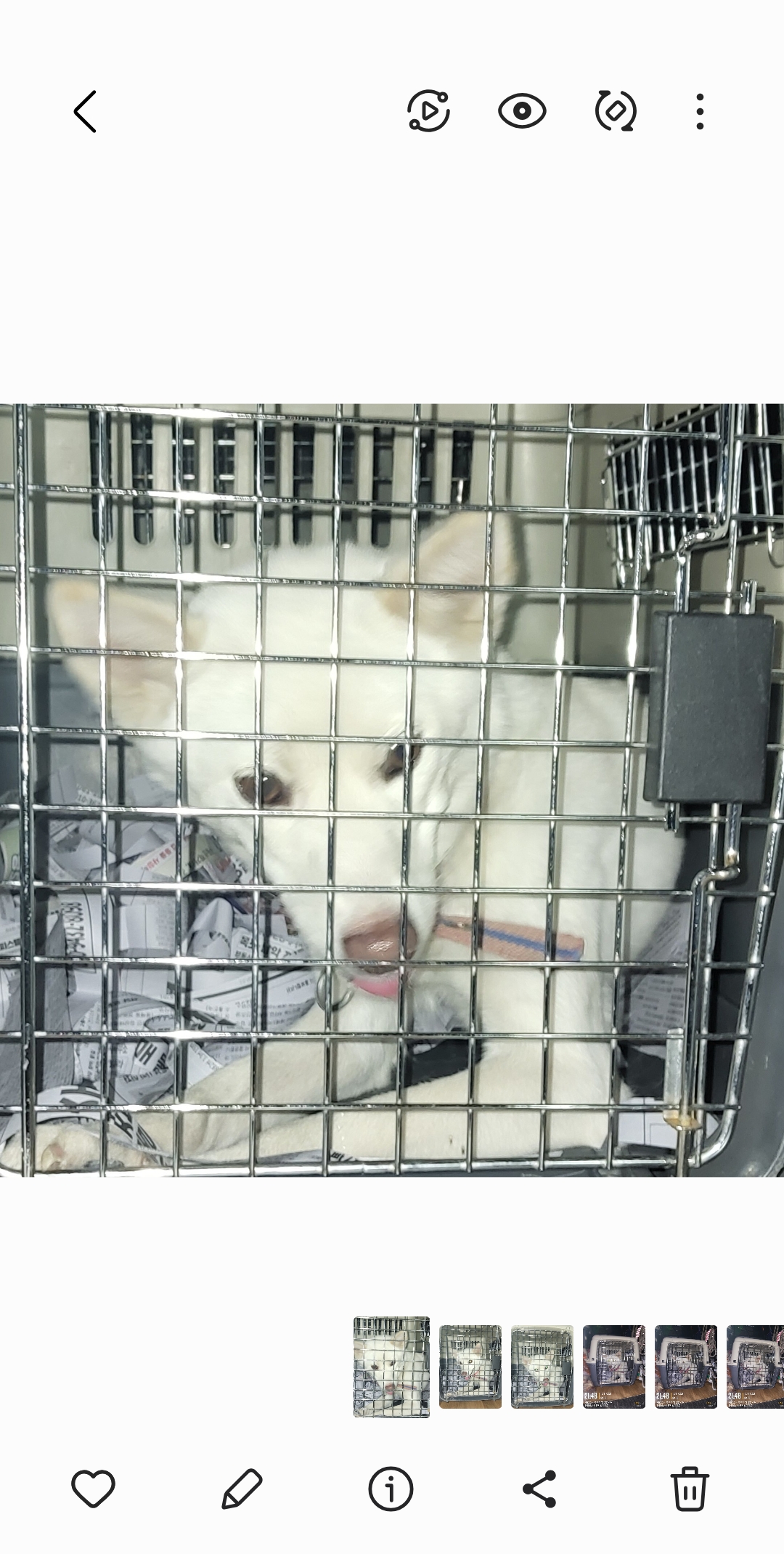 목포시유기동물보호소_446480202501574