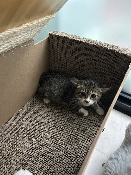 보호중 한국 고양이…