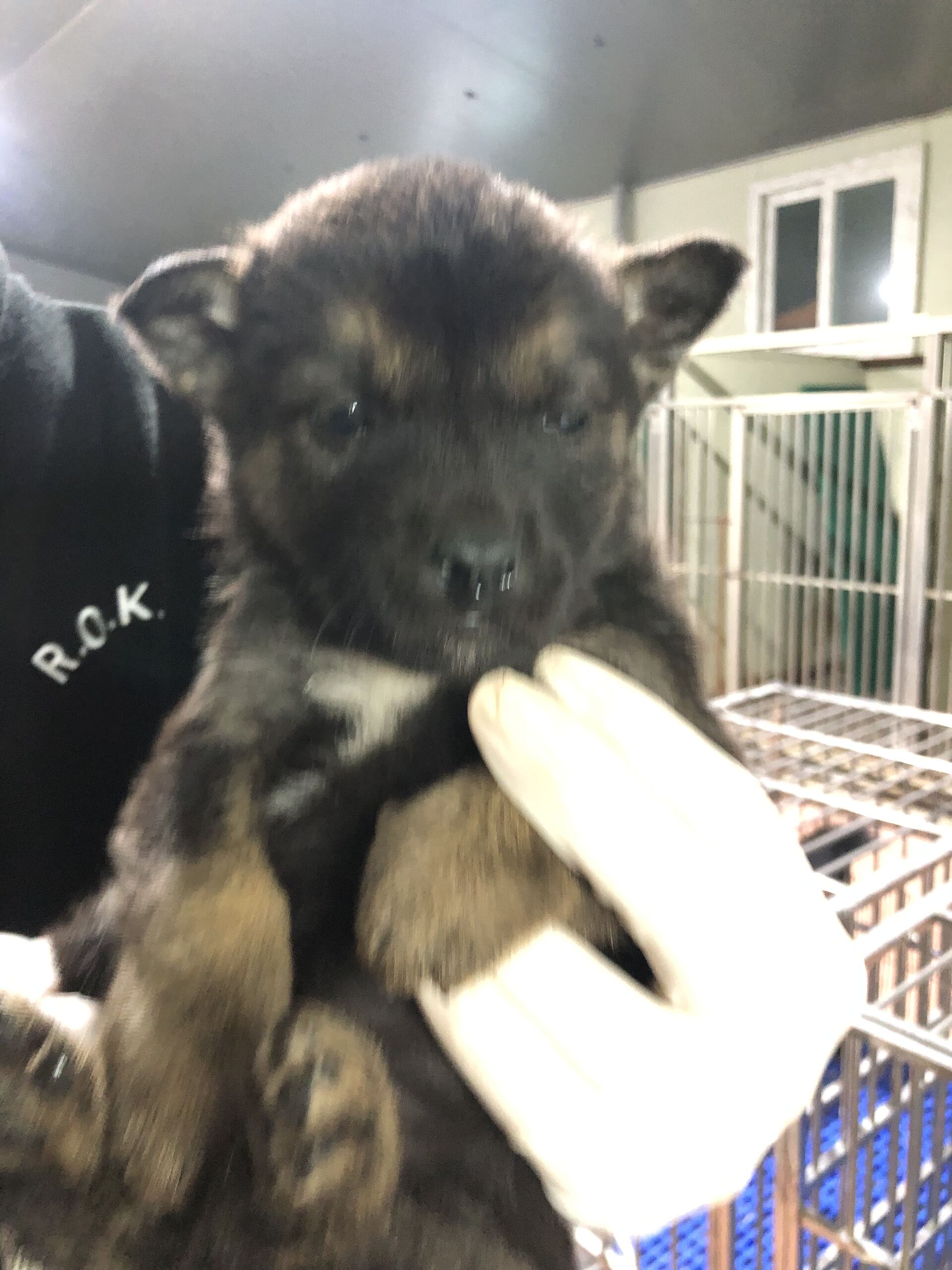 보호중 믹스견의 가…