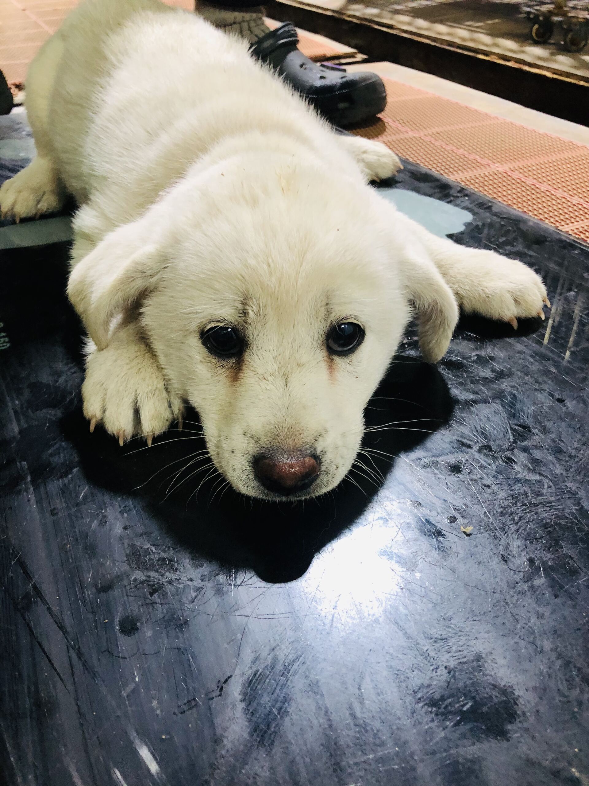 보호중 믹스견의 가…