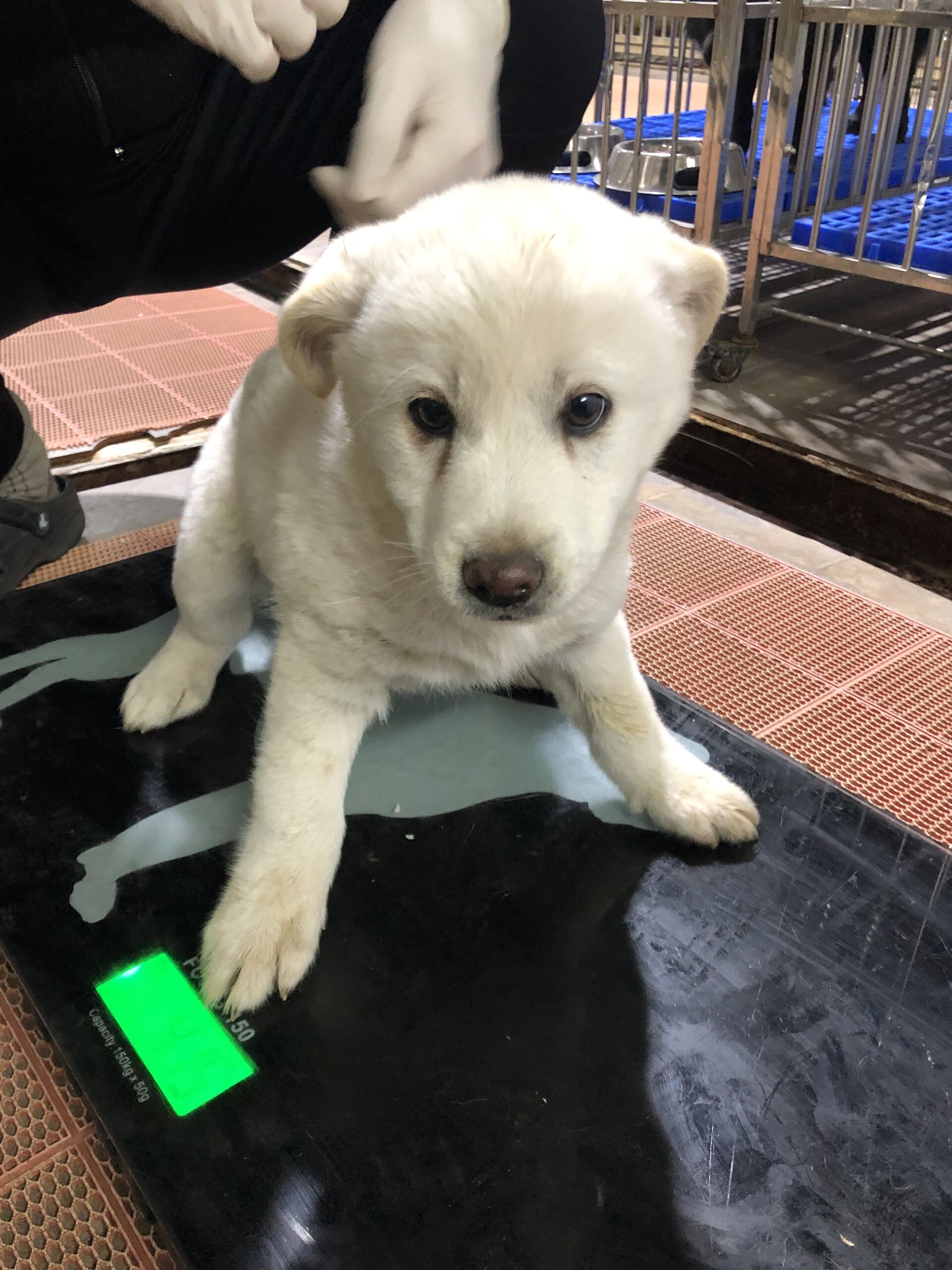 보호중 믹스견의 가…