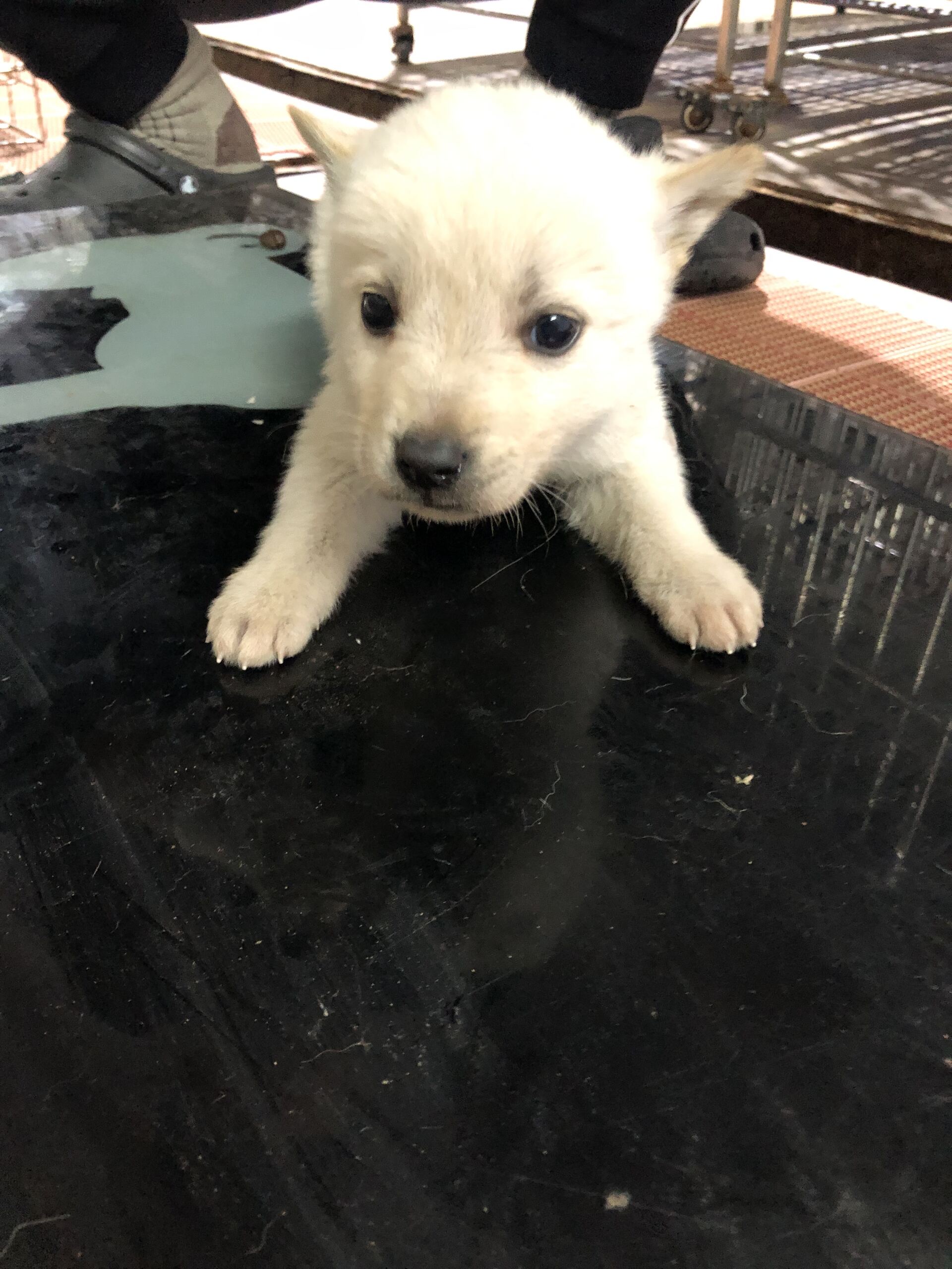 보호중 믹스견의 가…