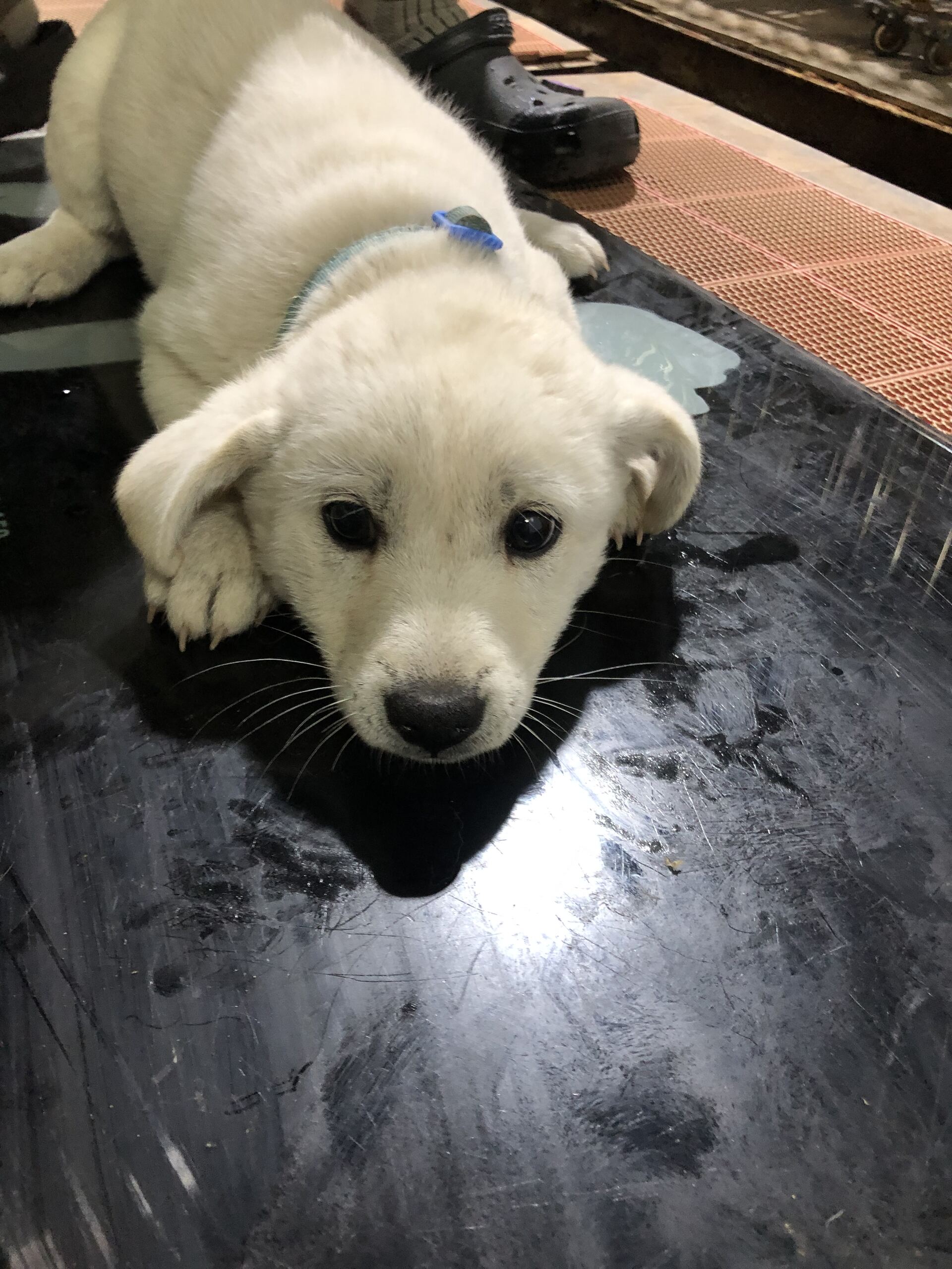 보호중 믹스견의 가…