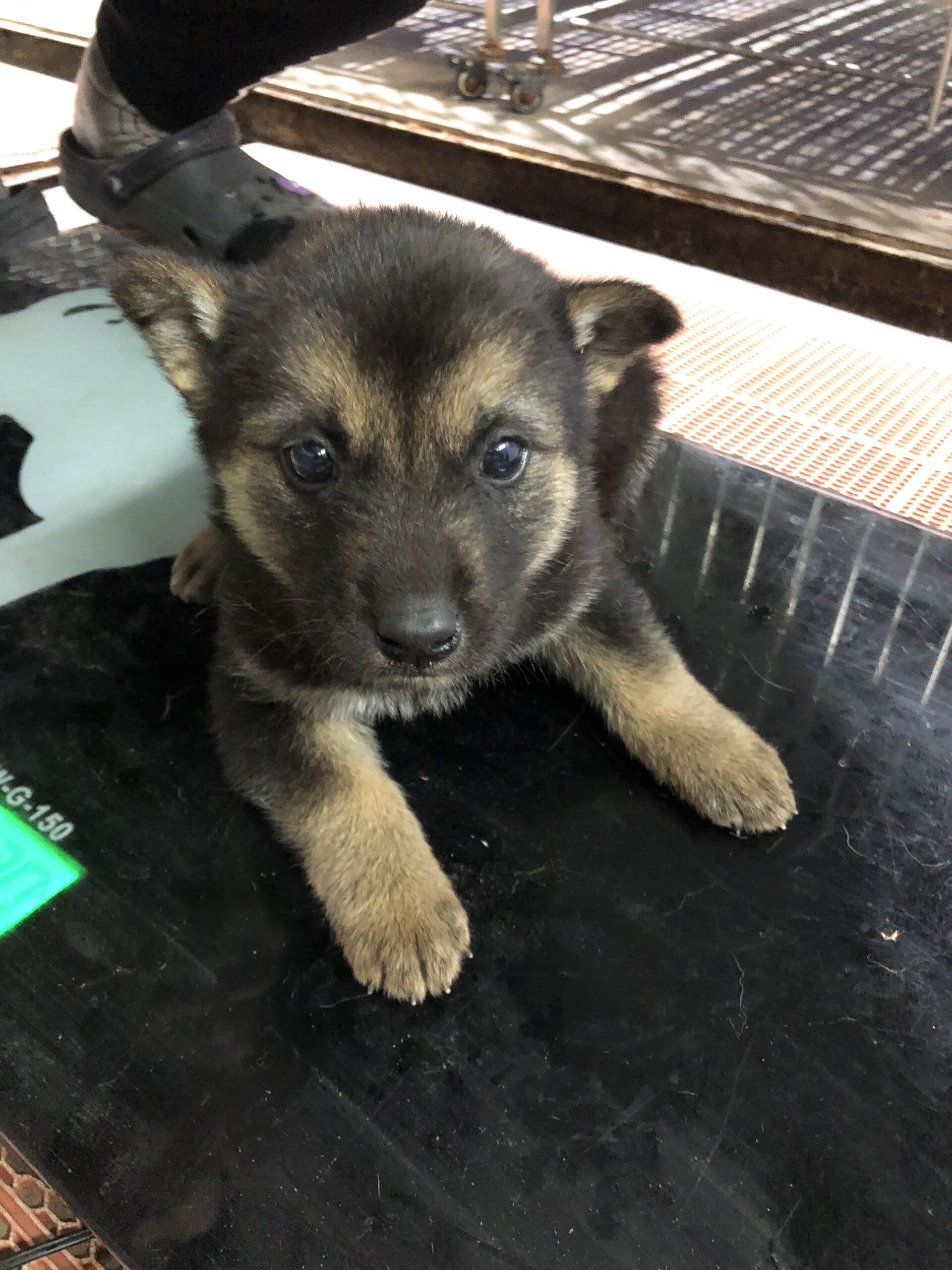 보호중 믹스견의 가…