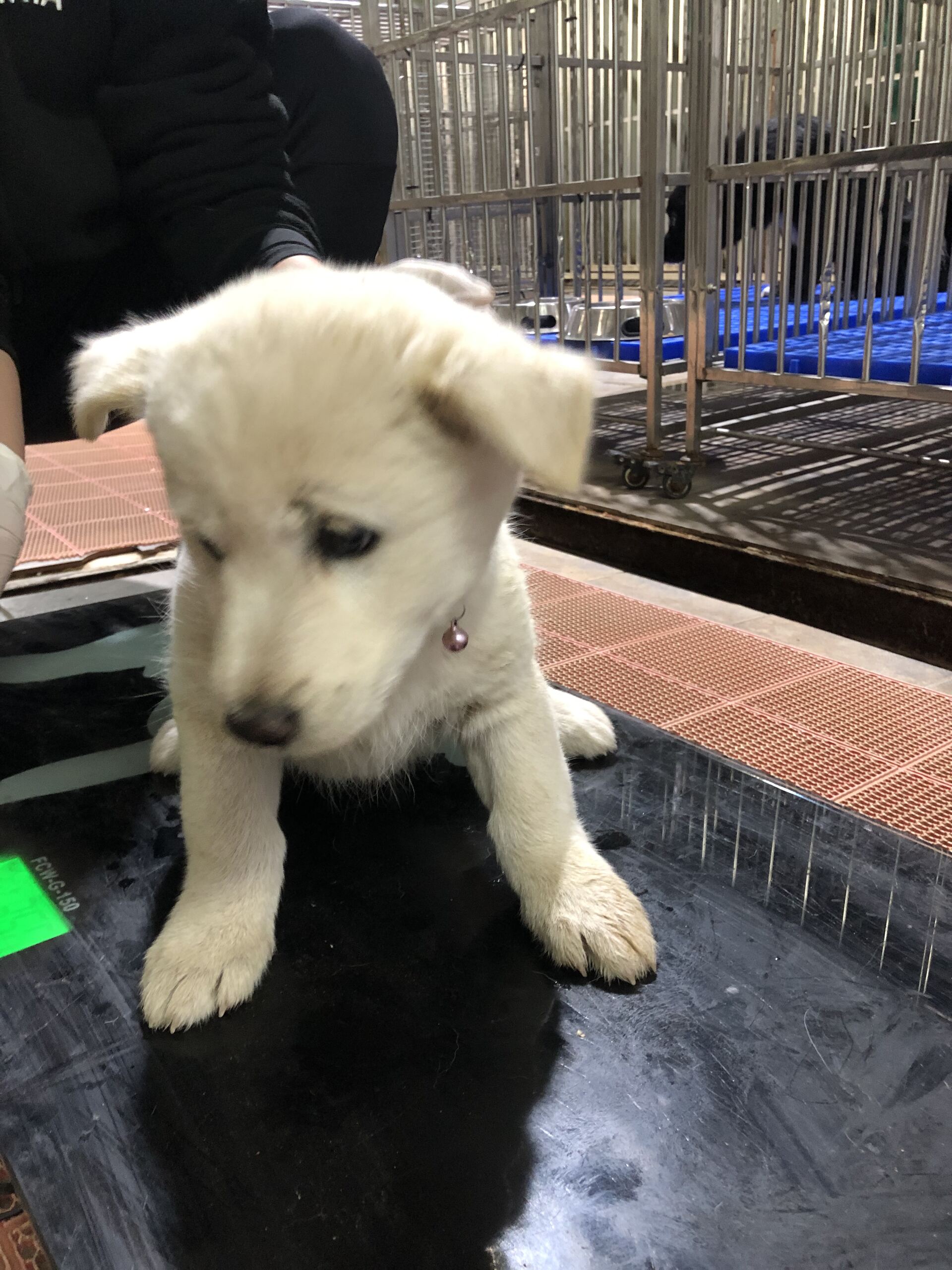 보호중 믹스견의 가…