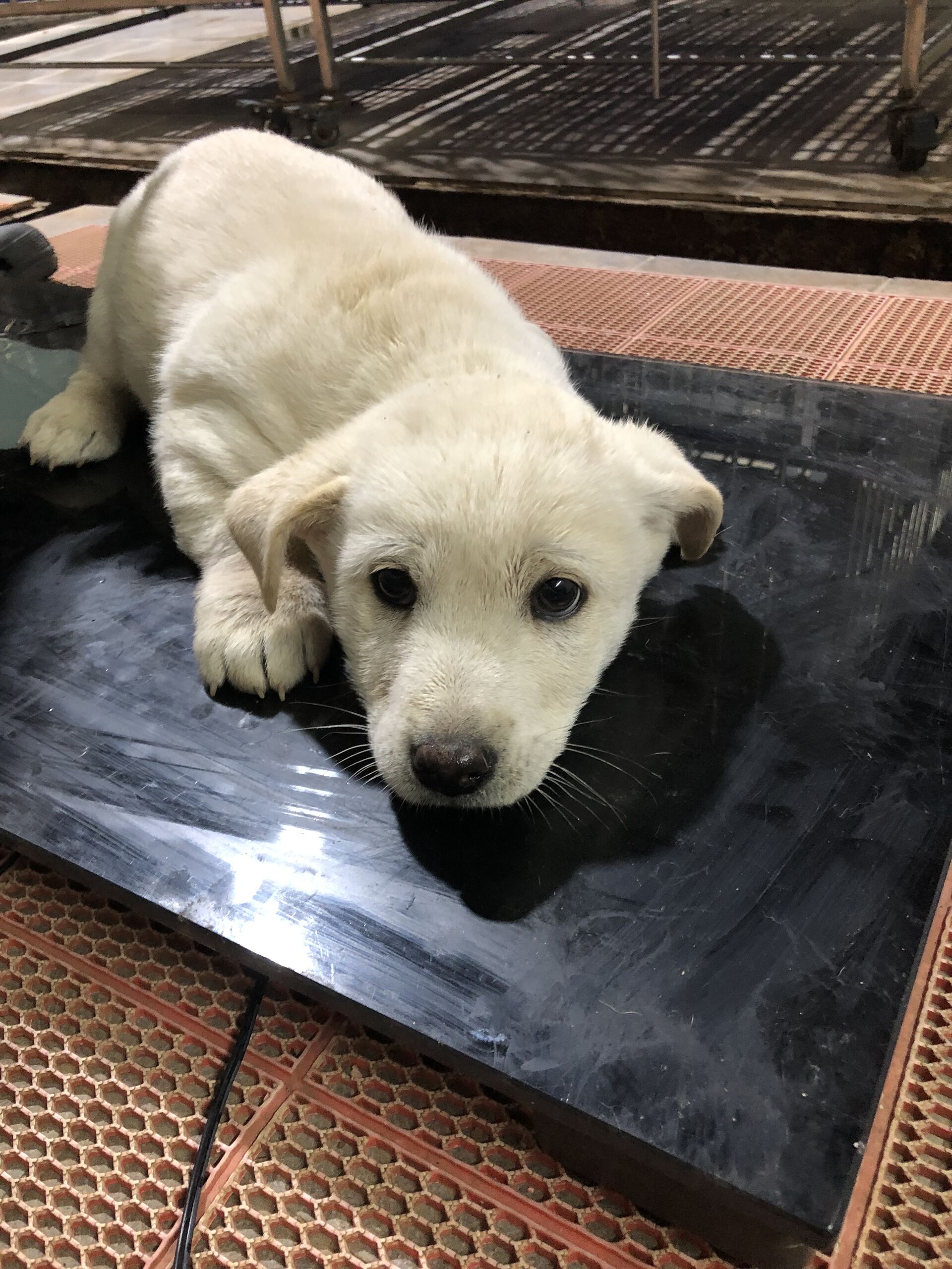 보호중 믹스견의 가…