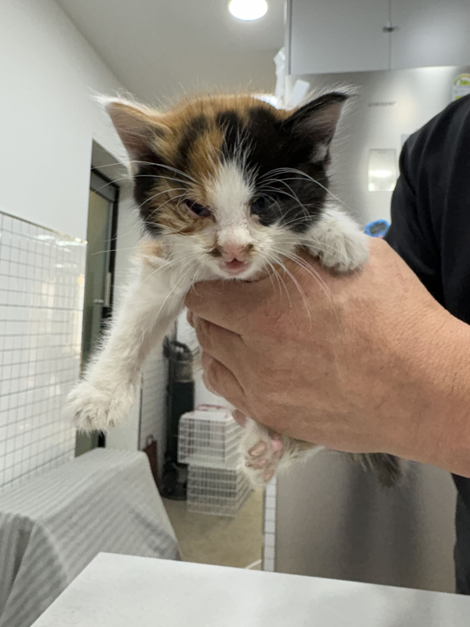 종료(자연사) 한국…