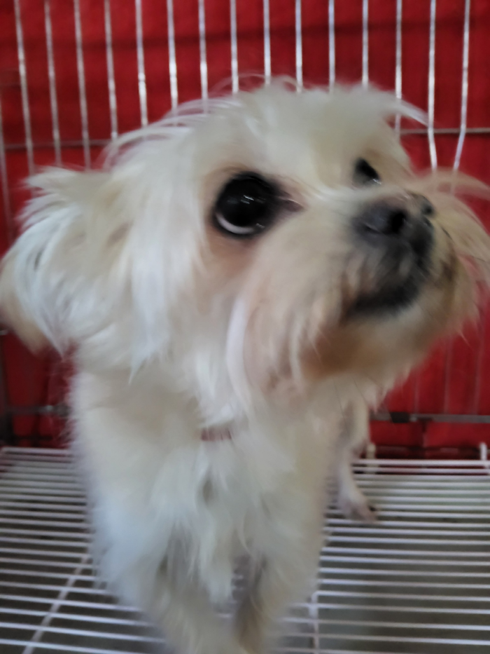 보호중 믹스견의 가…