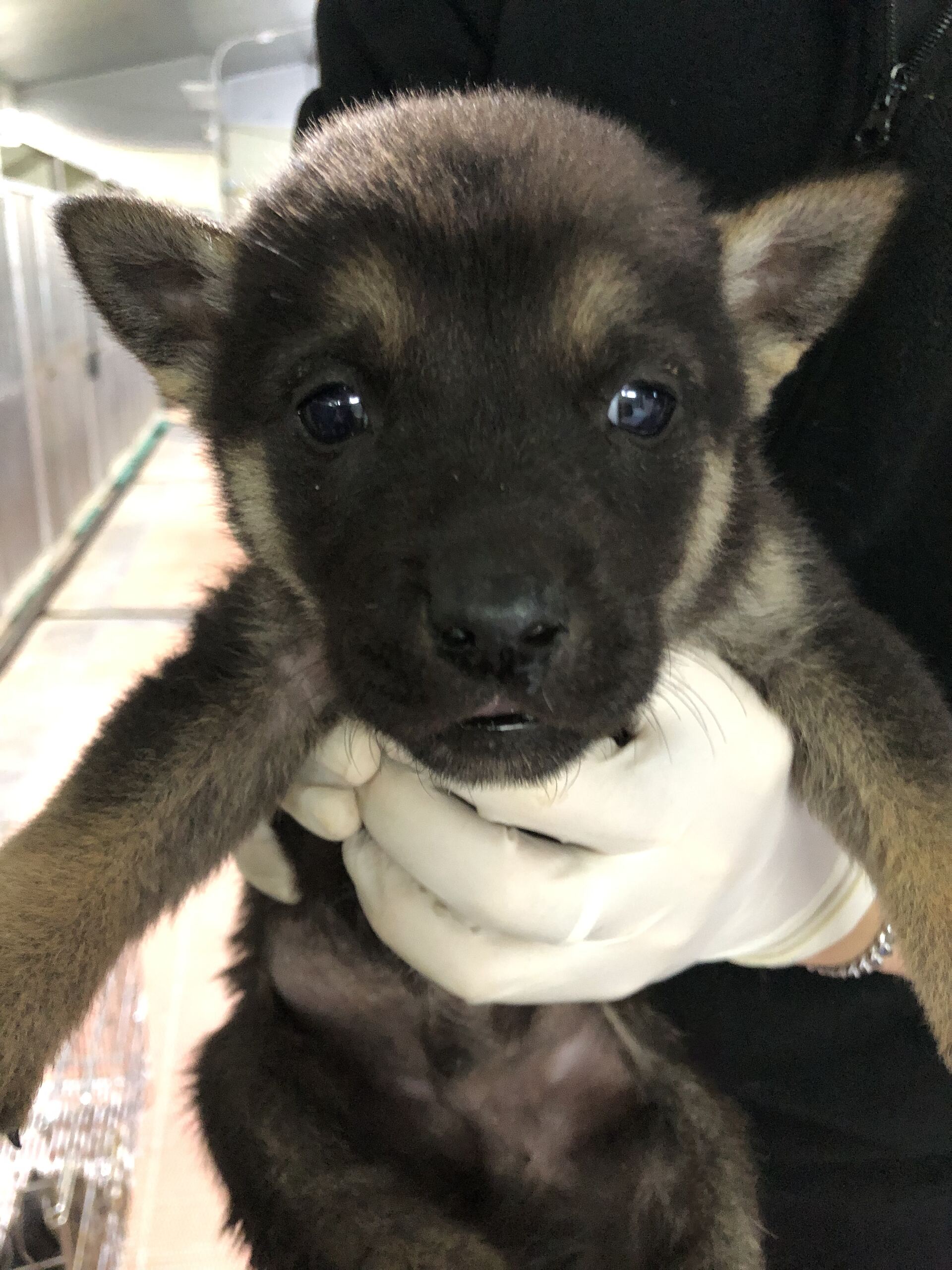 보호중 믹스견의 가…