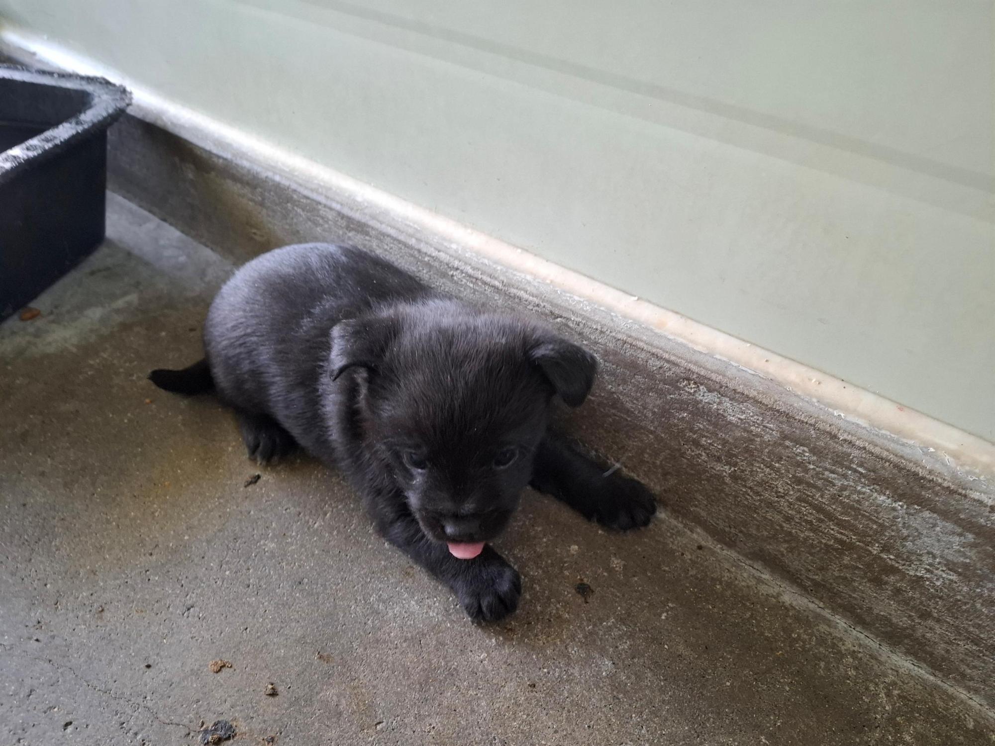 보호중 믹스견의 가…