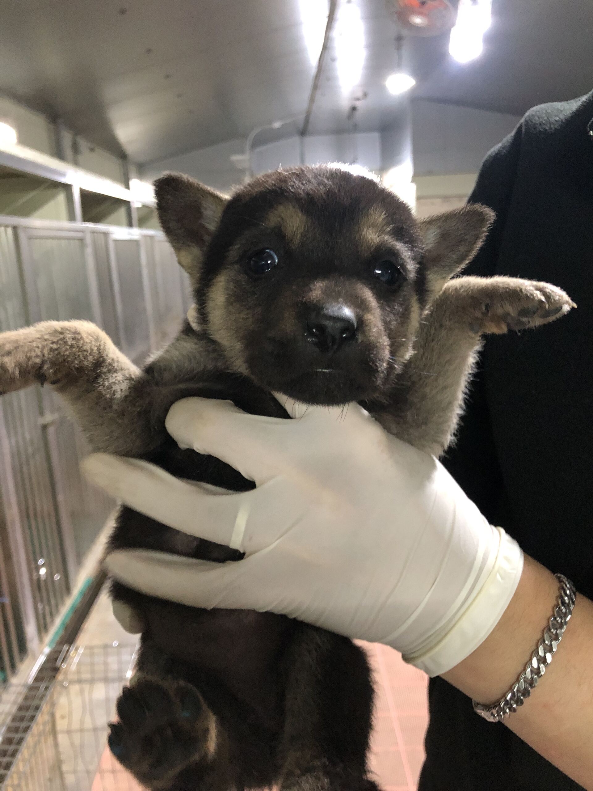 보호중 믹스견의 가…