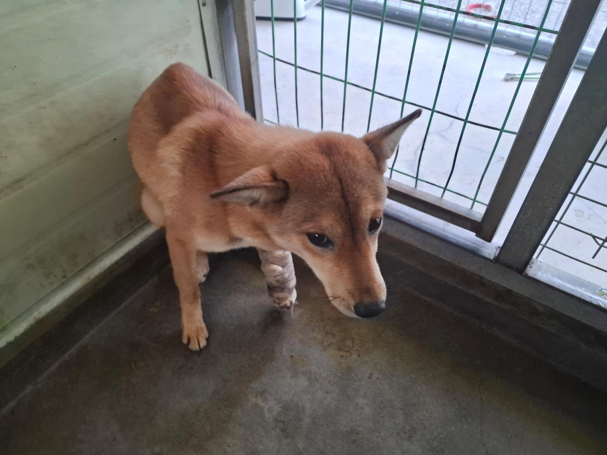 보호중 믹스견의 가…