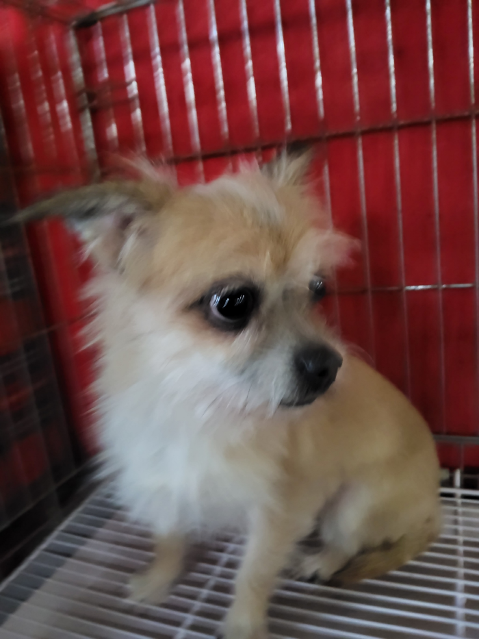 보호중 믹스견의 가…