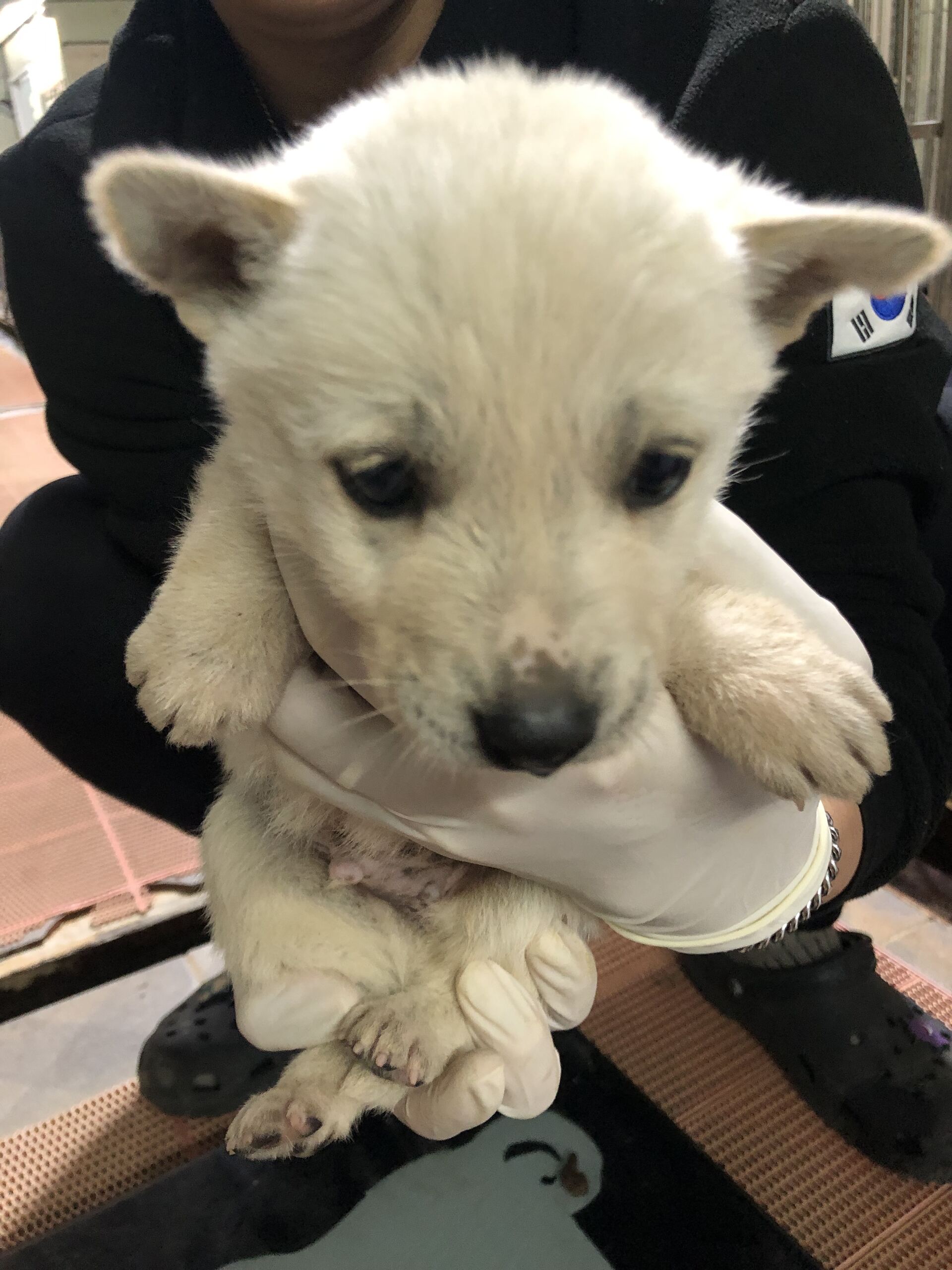 보호중 믹스견의 가…