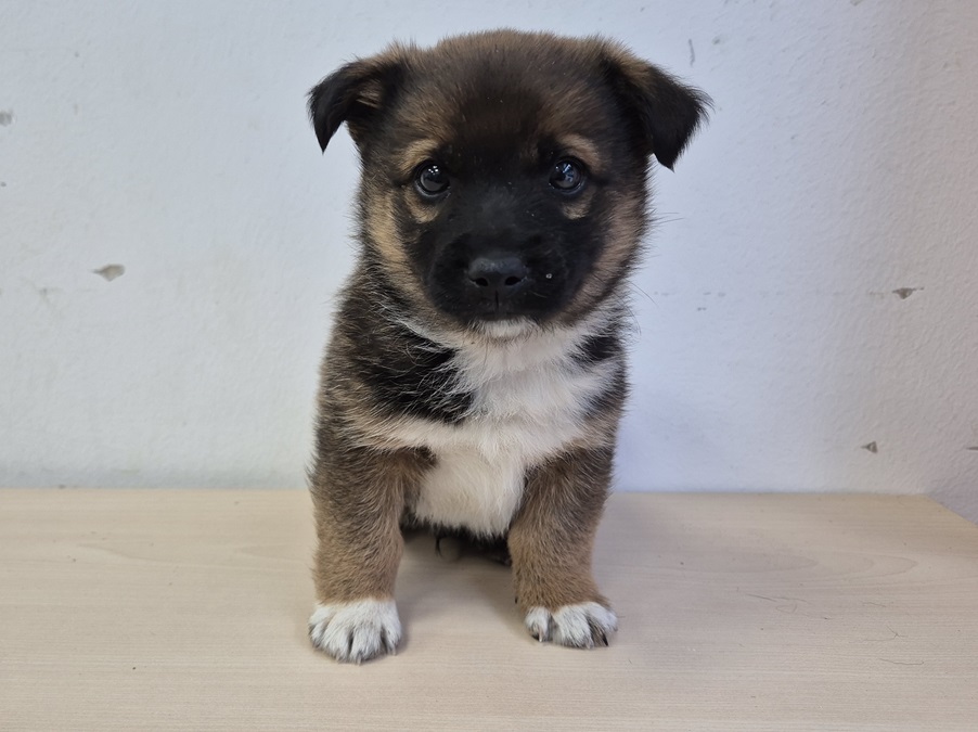 김천시 동물보호센터_447506202500403