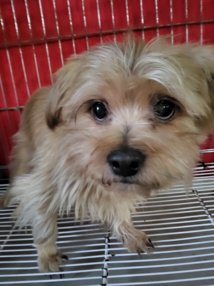 보호중 믹스견의 가…