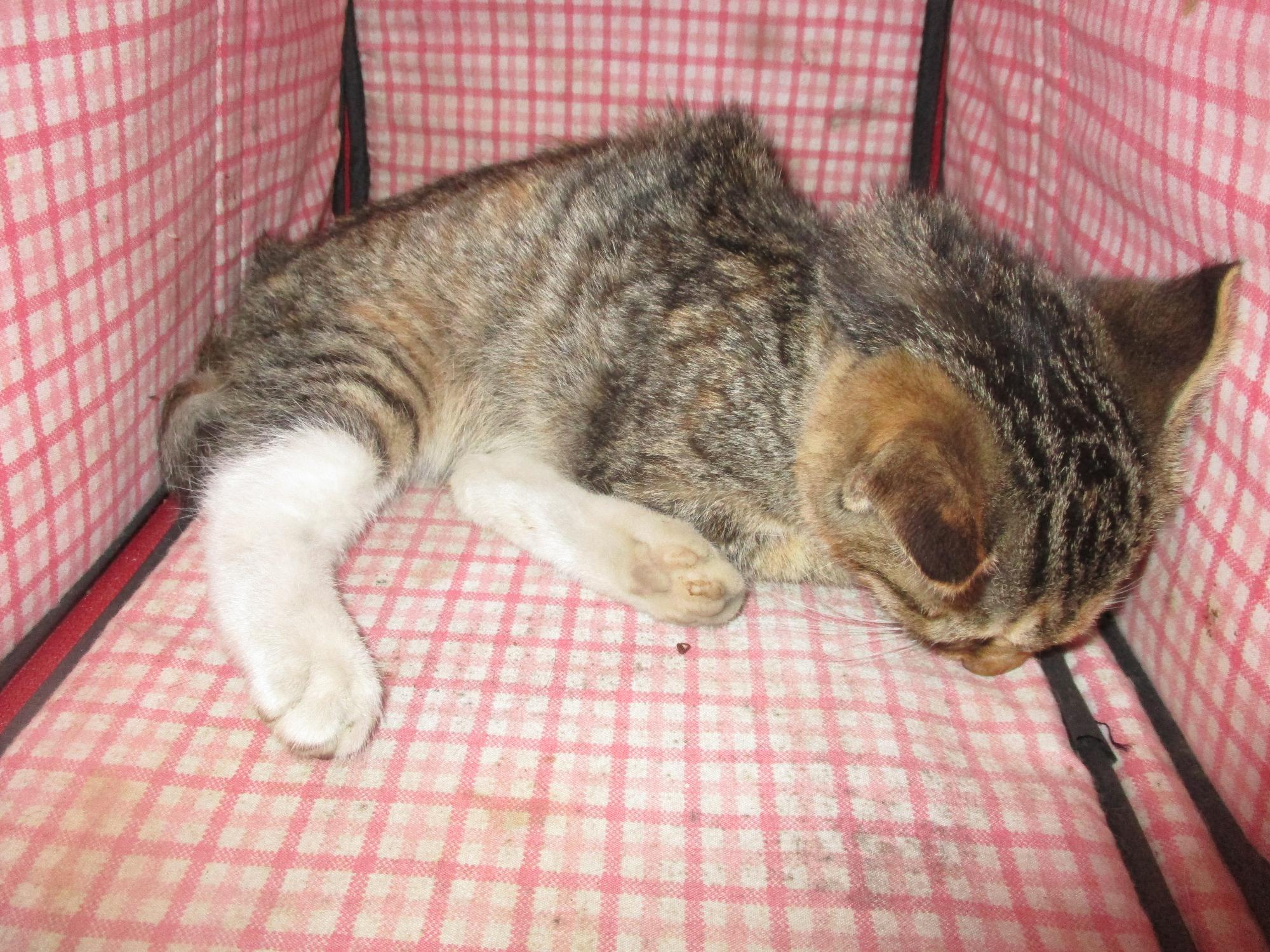 종료(자연사) 한국…