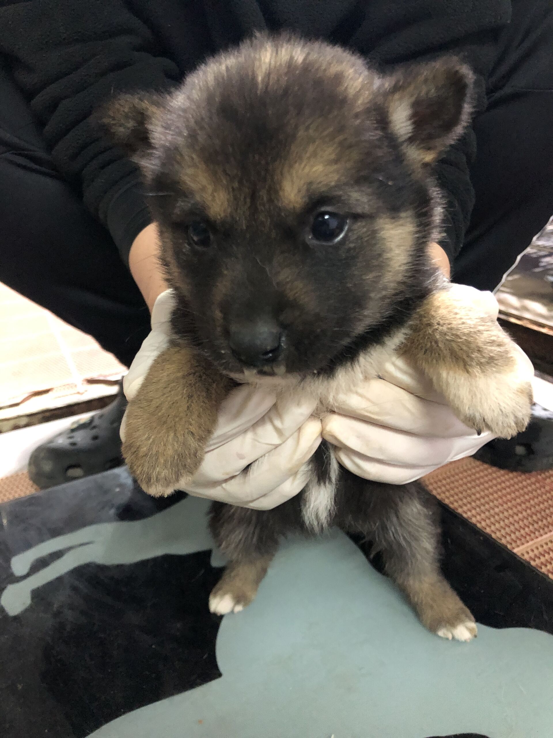 보호중 믹스견의 가…