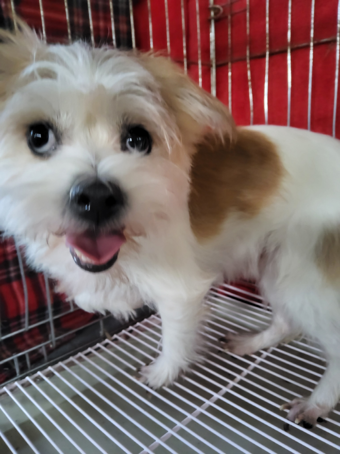 종료(자연사) 믹스…