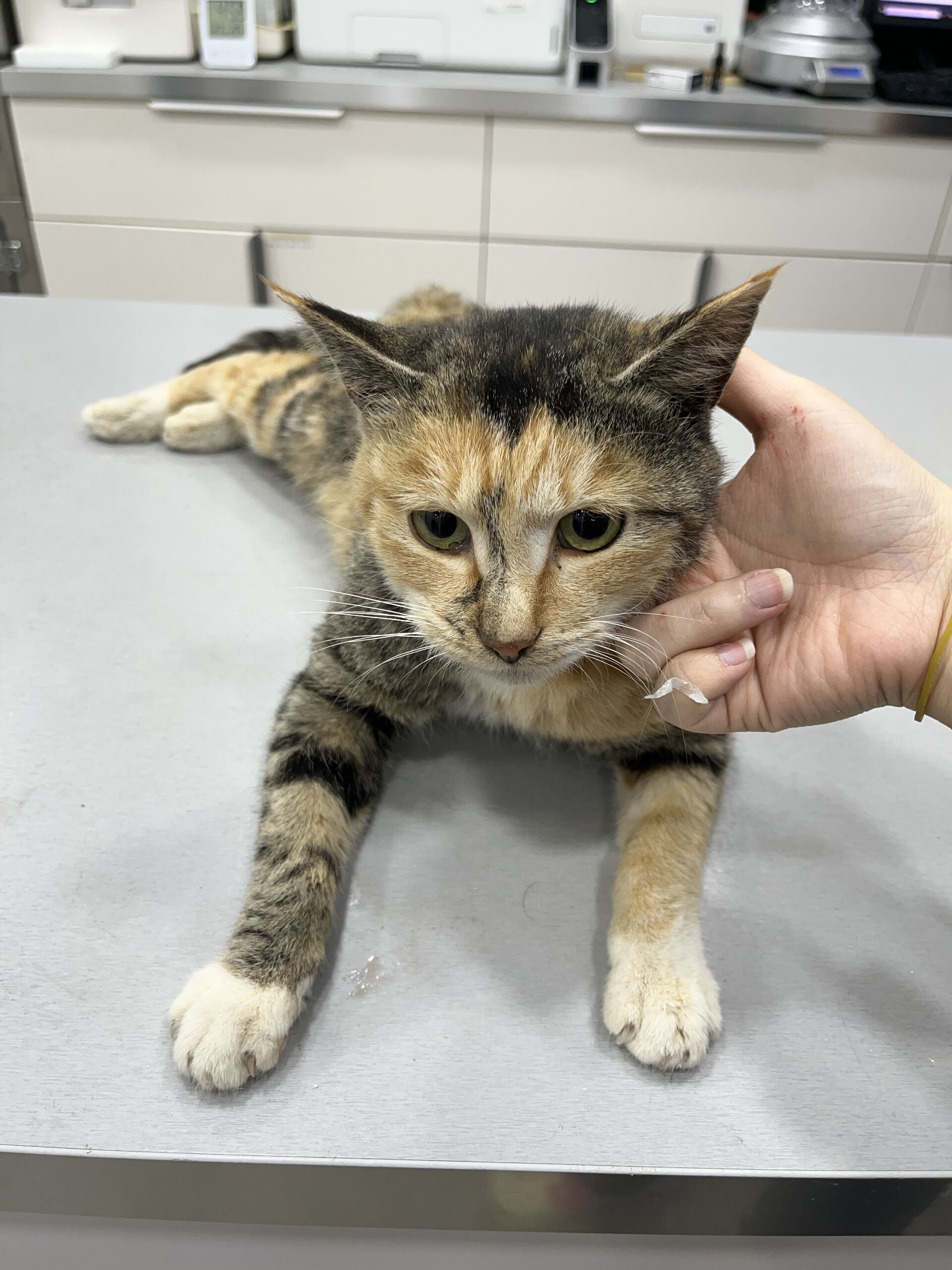 디디동물병원_428357202501644