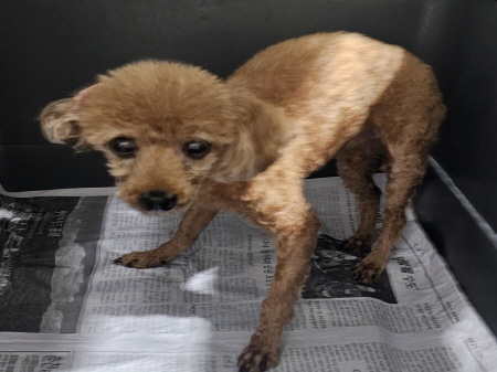 보호중 푸들의 가족…