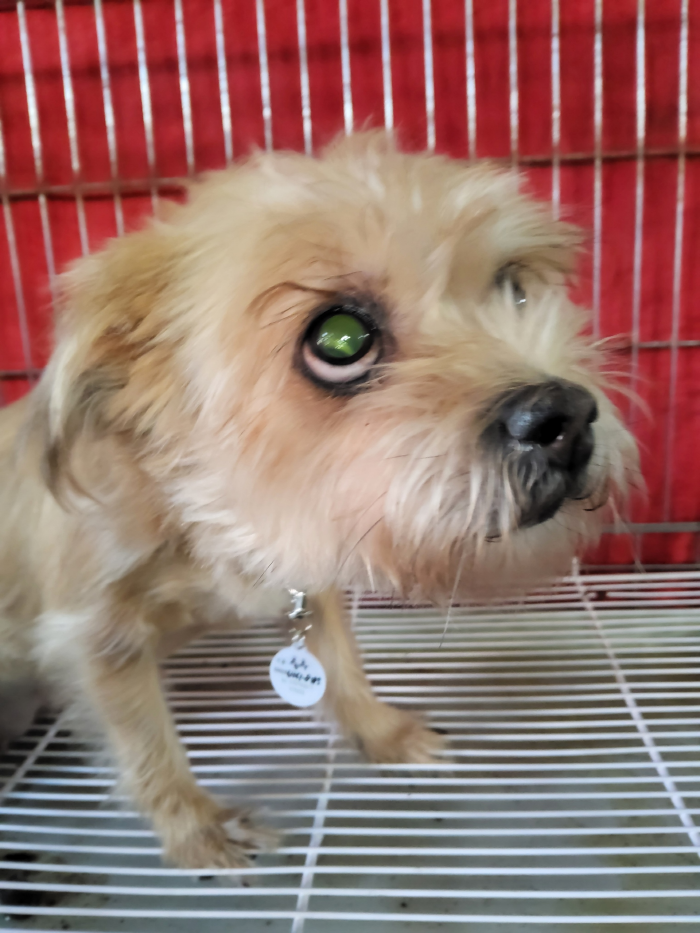 보호중 믹스견의 가…