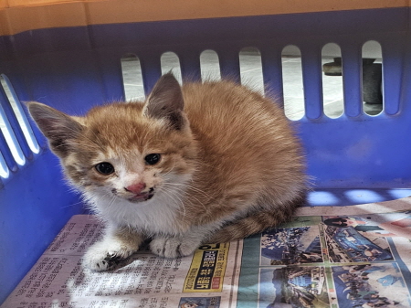 보호중 한국 고양이…