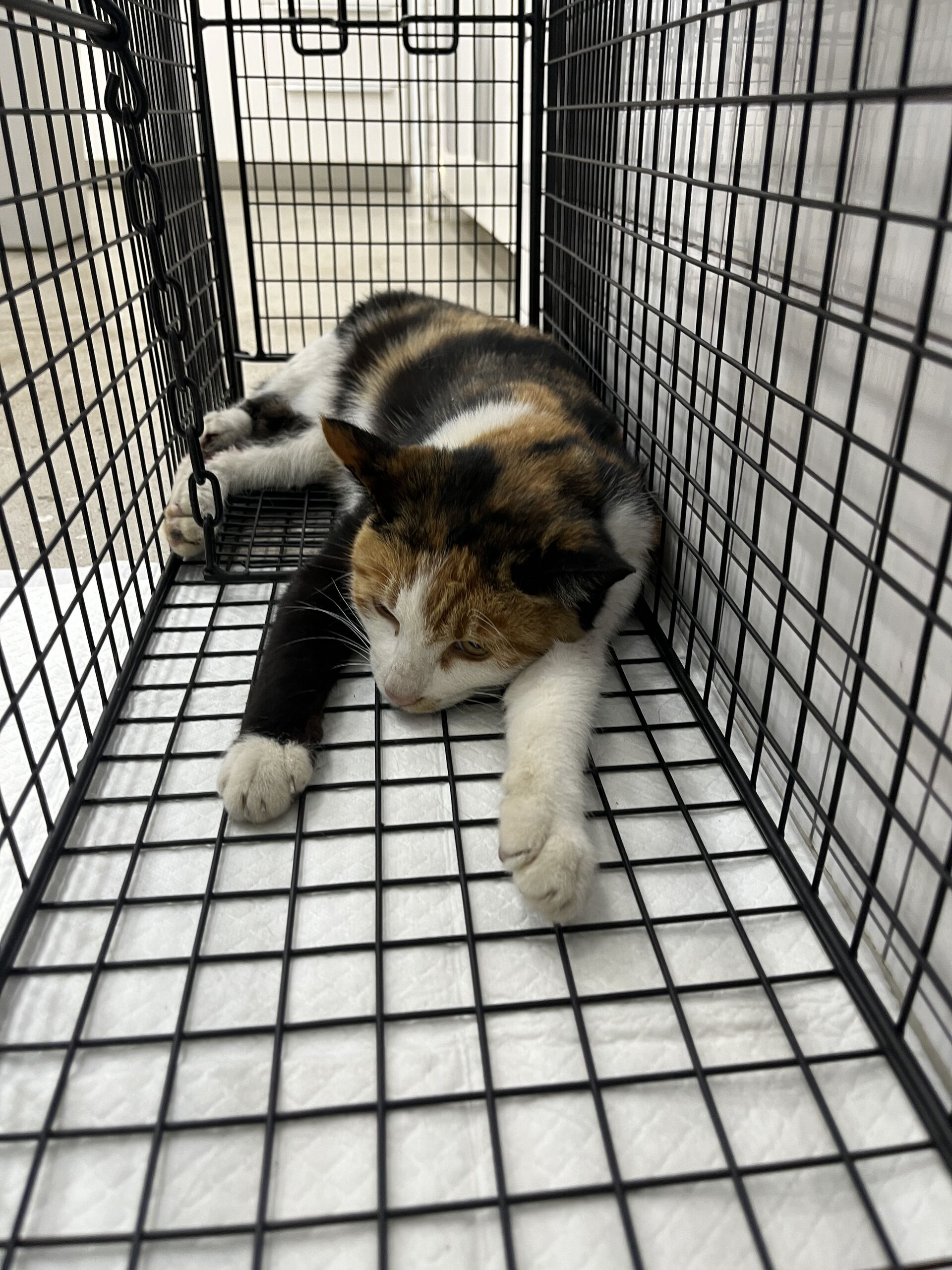 종료(자연사) 한국…