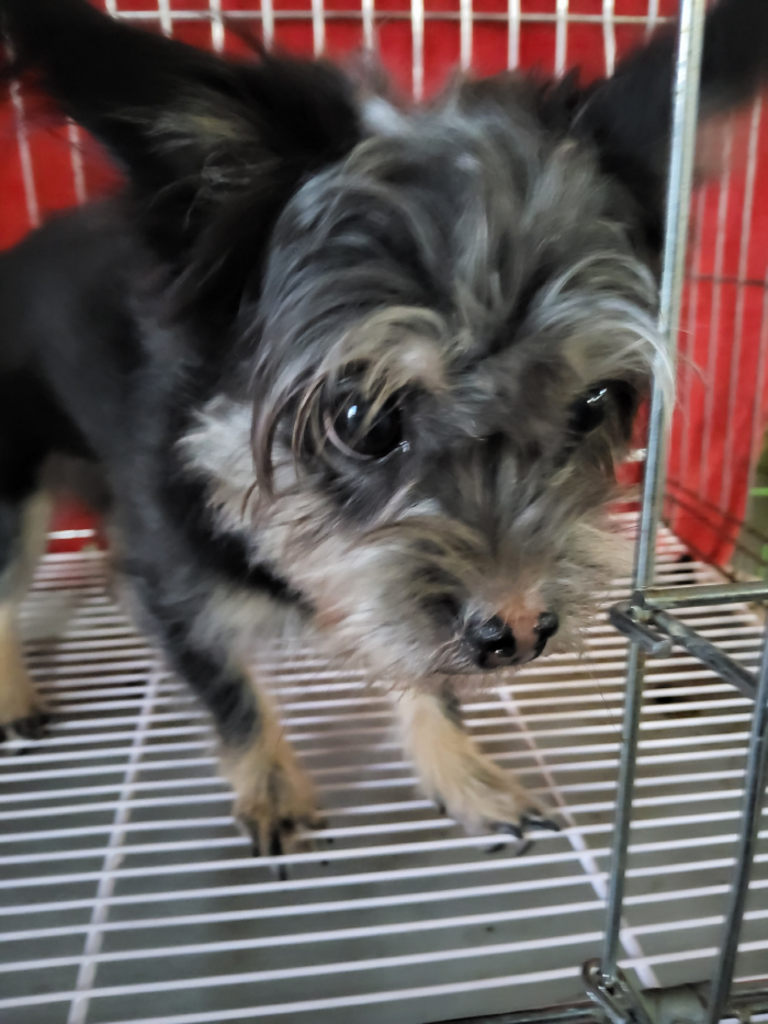 보호중 믹스견의 가…