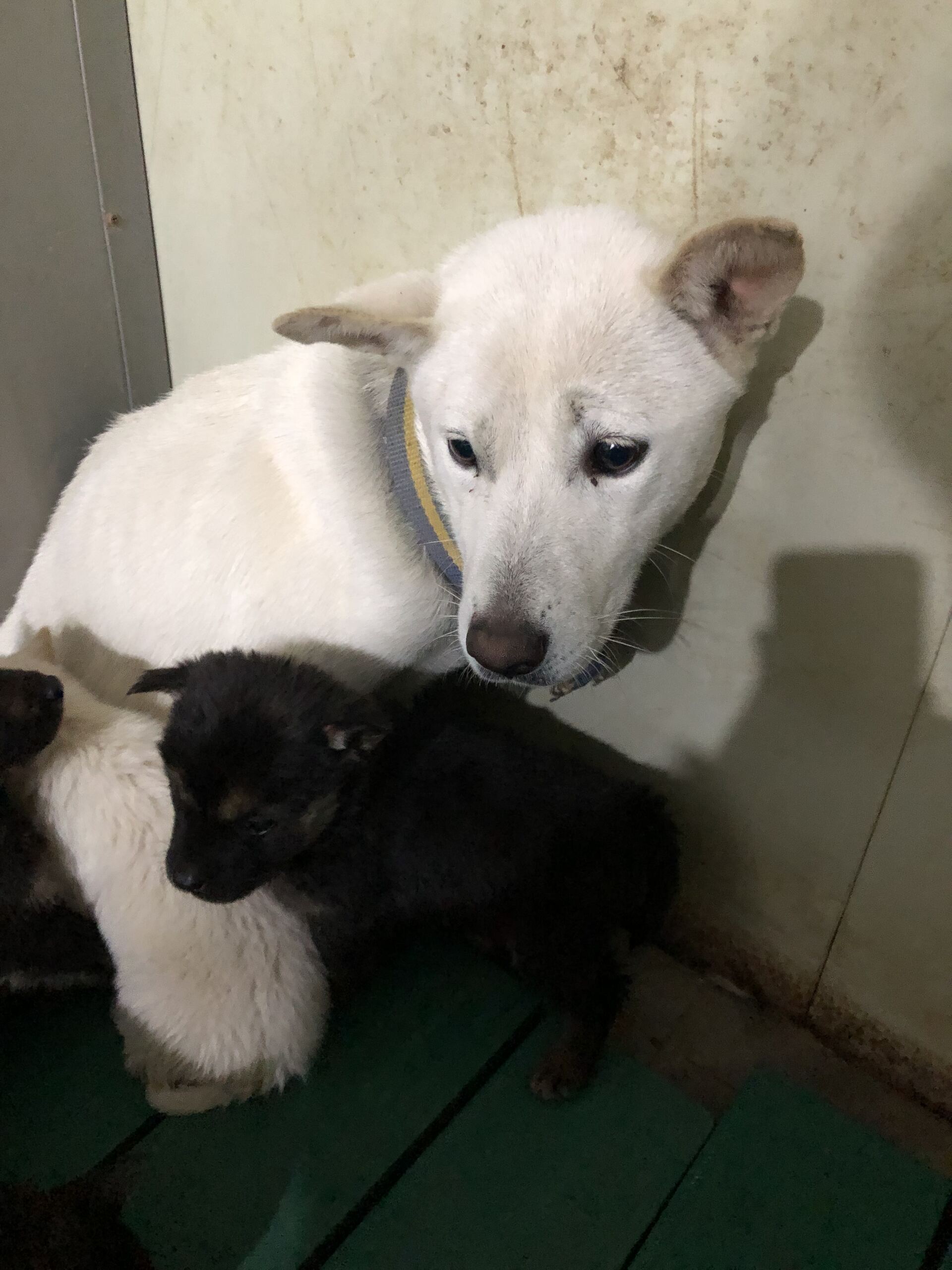 보호중 믹스견의 가…