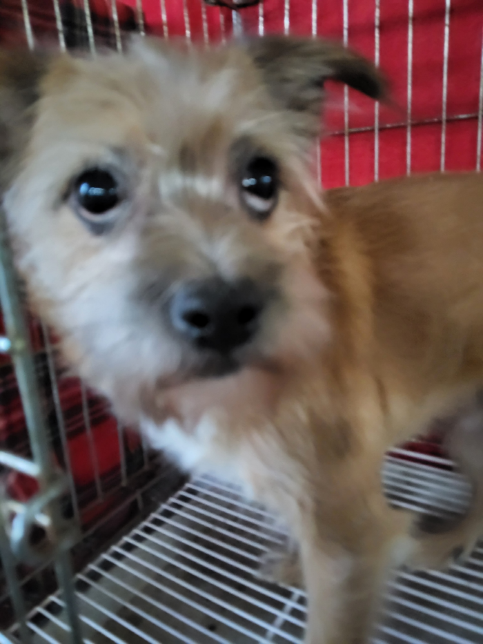 보호중 믹스견의 가…