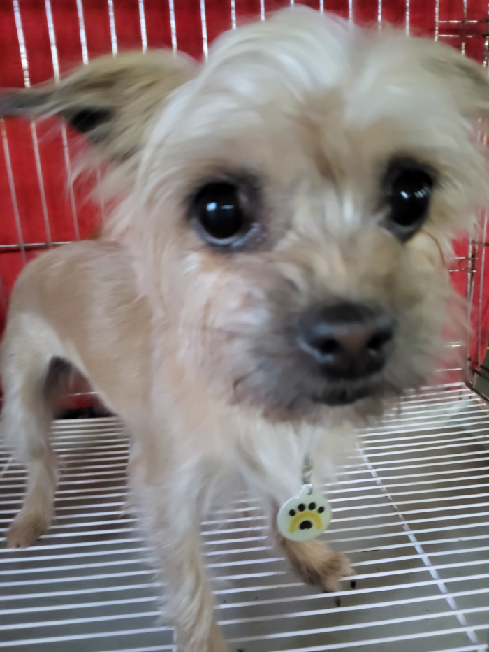 보호중 믹스견의 가…