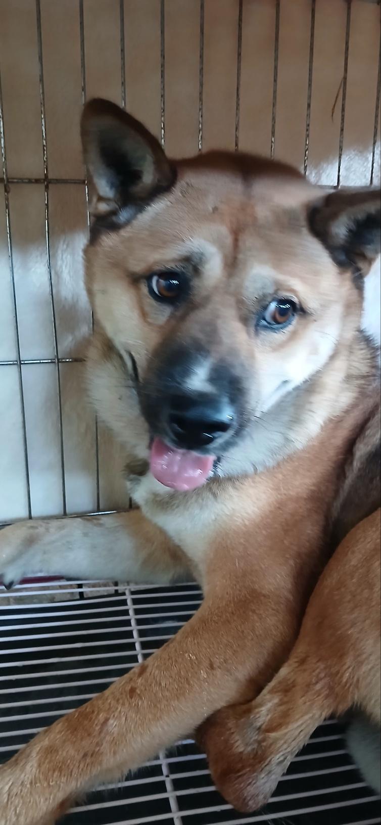 보호중 믹스견의 가…