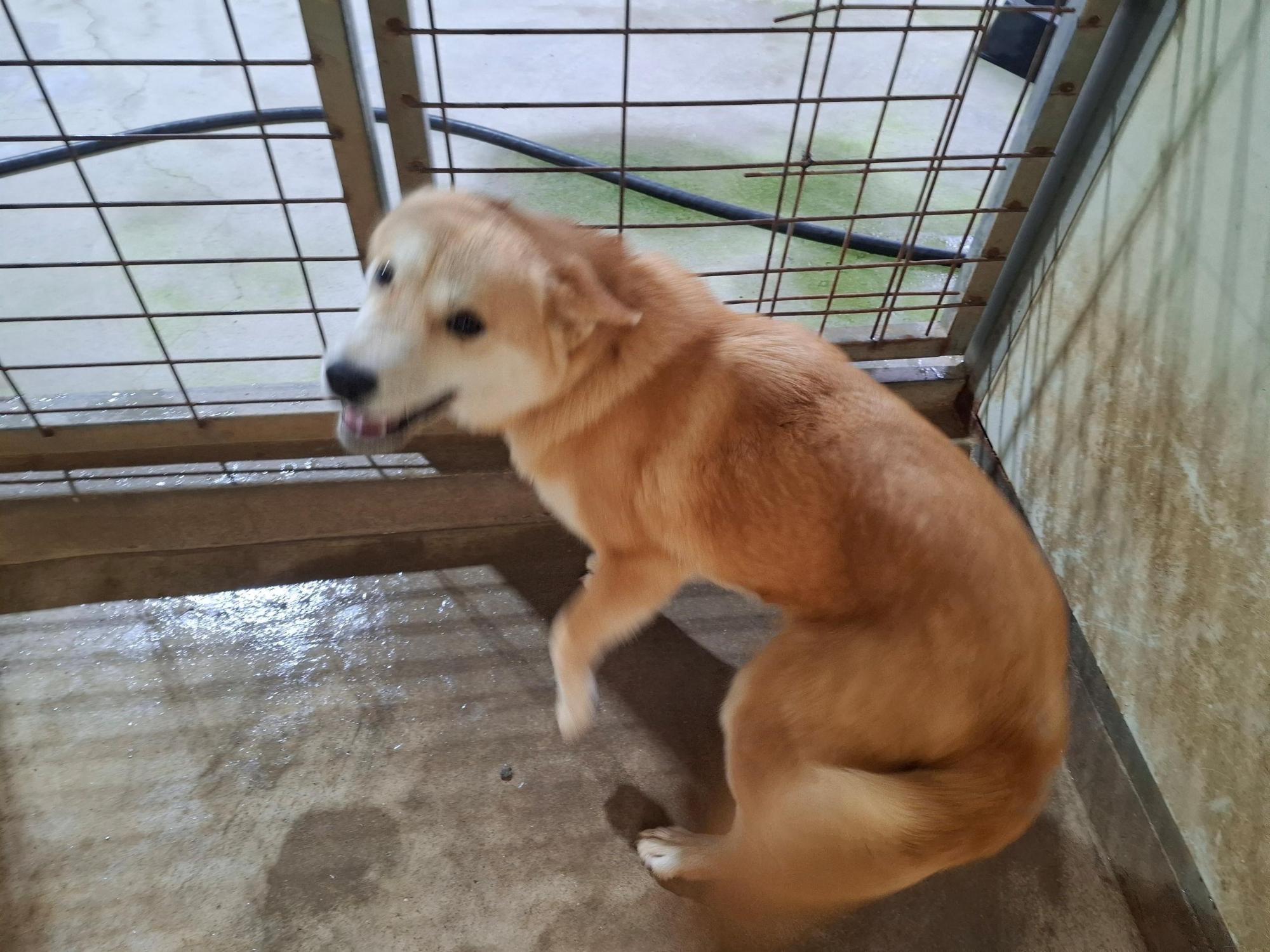 보호중 믹스견의 가…