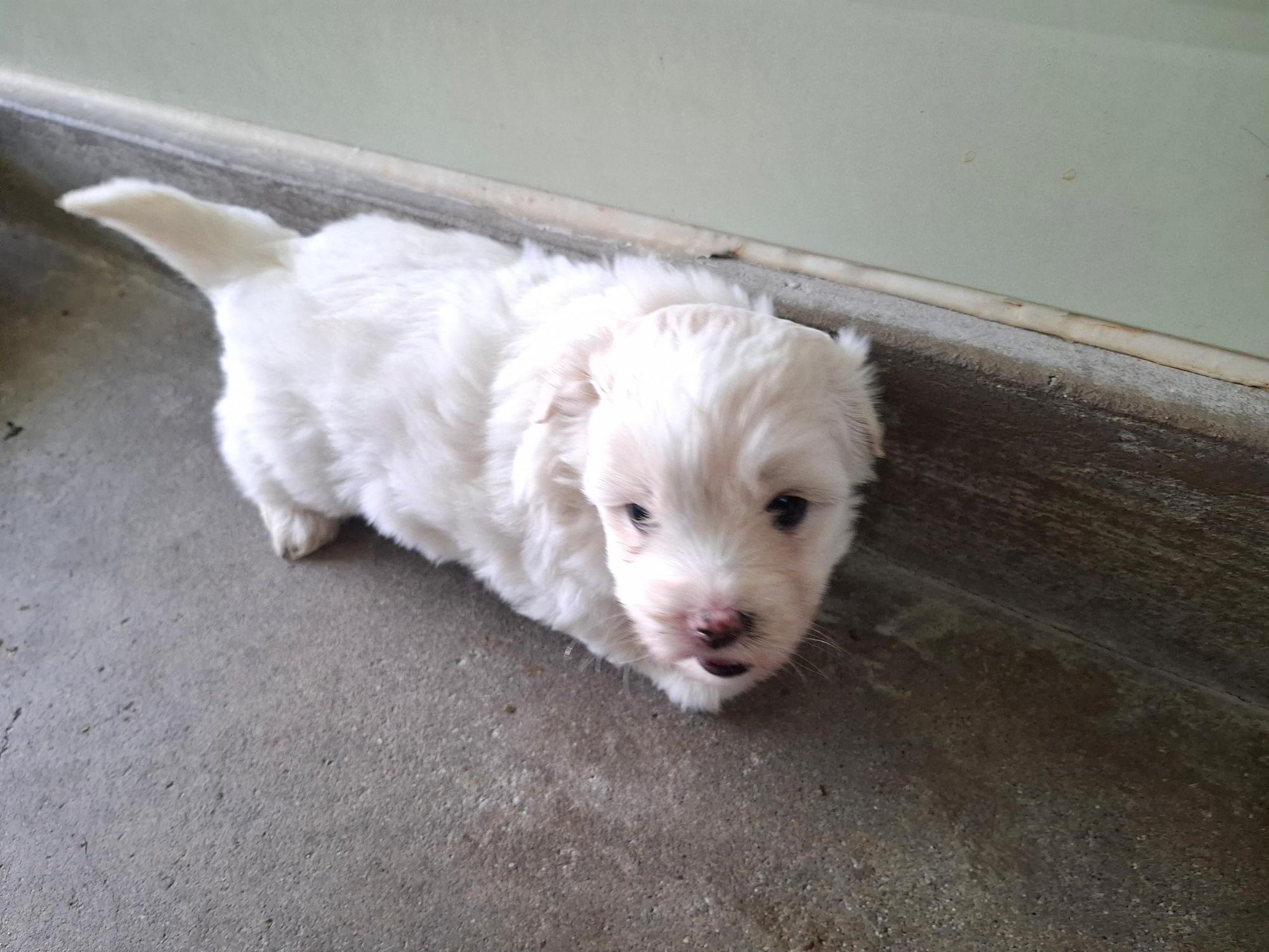 보호중 믹스견의 가…