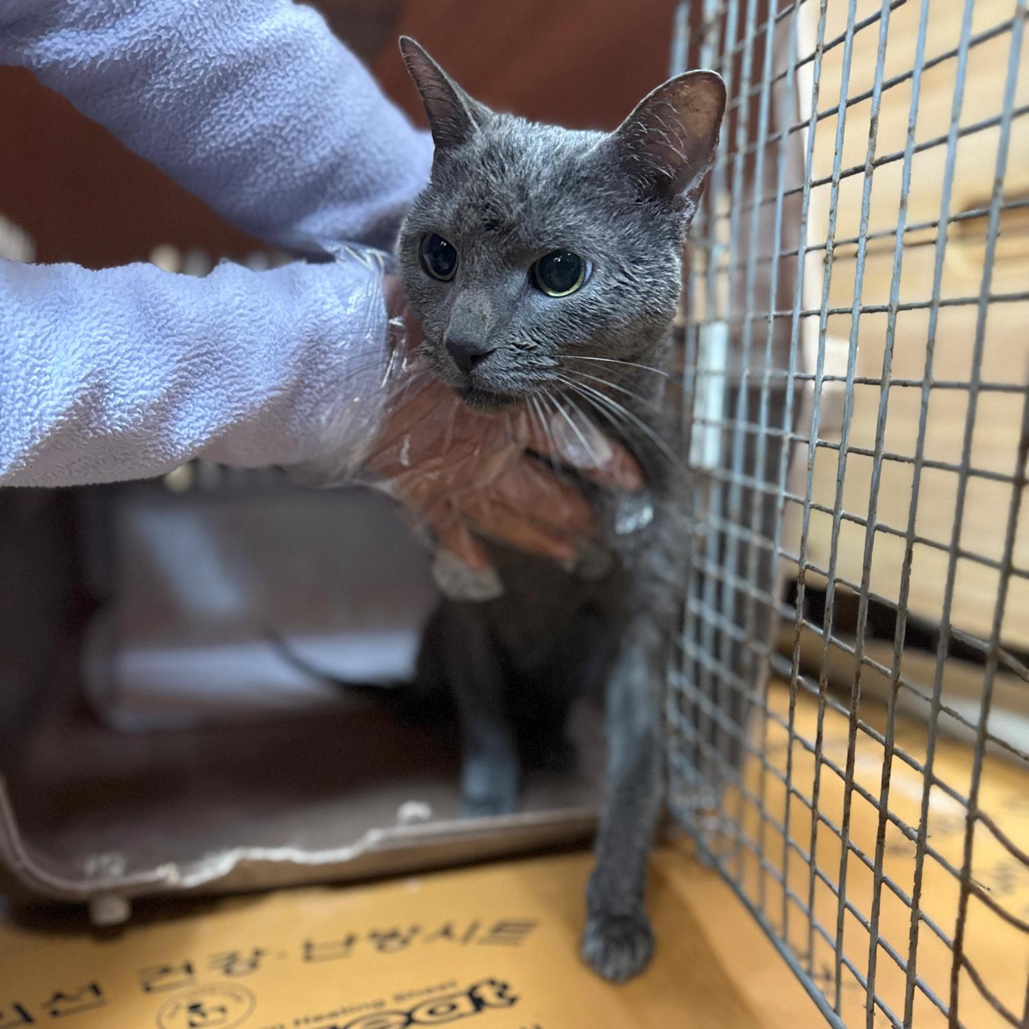 울산유기동물보호센터_431373202501784