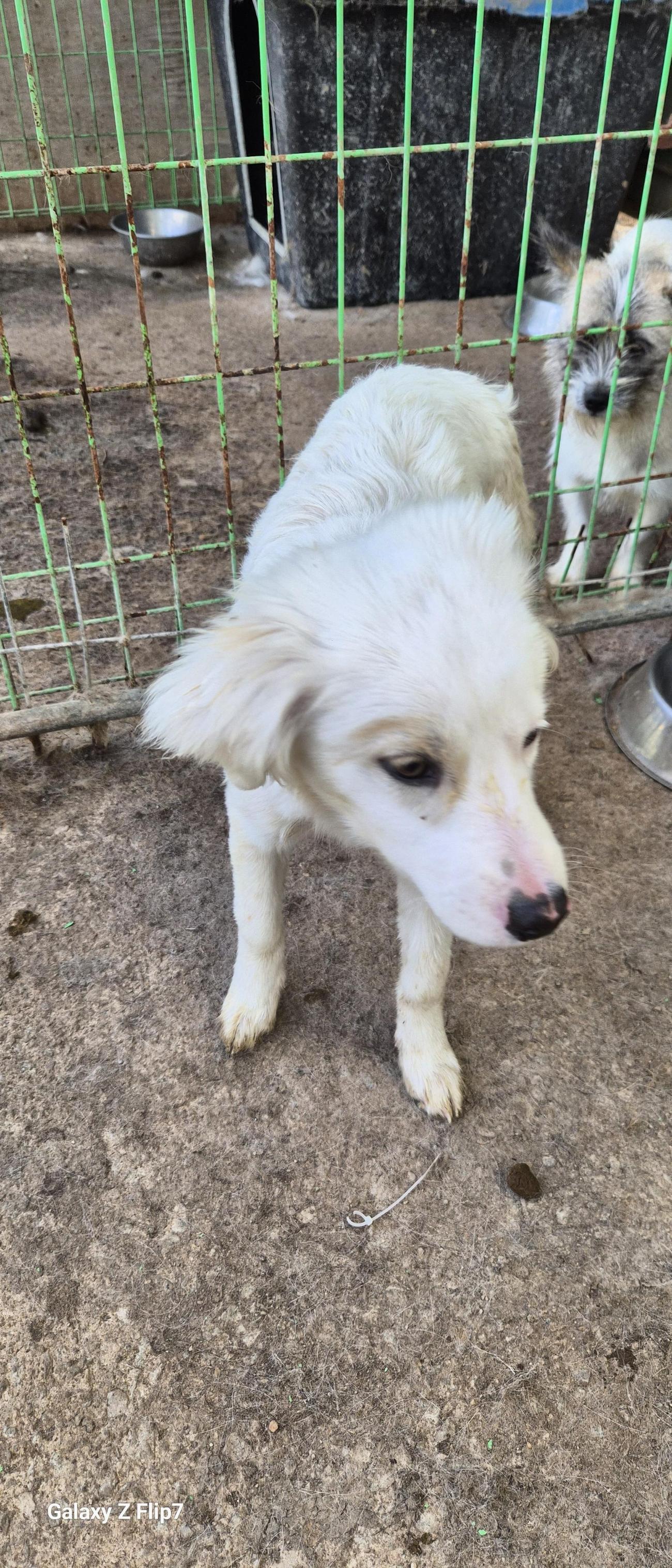 보호중 믹스견의 가…