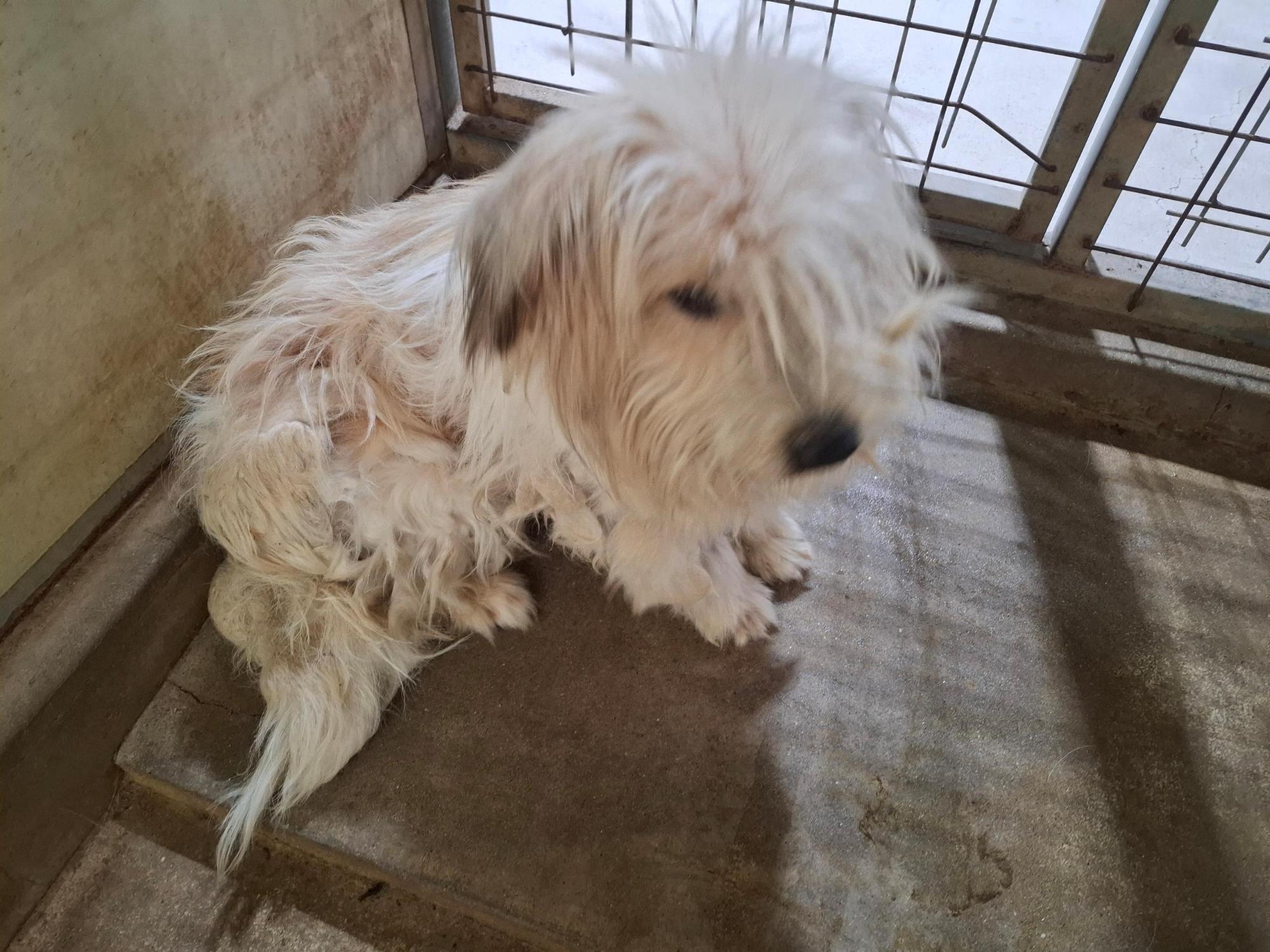 보호중 믹스견의 가…