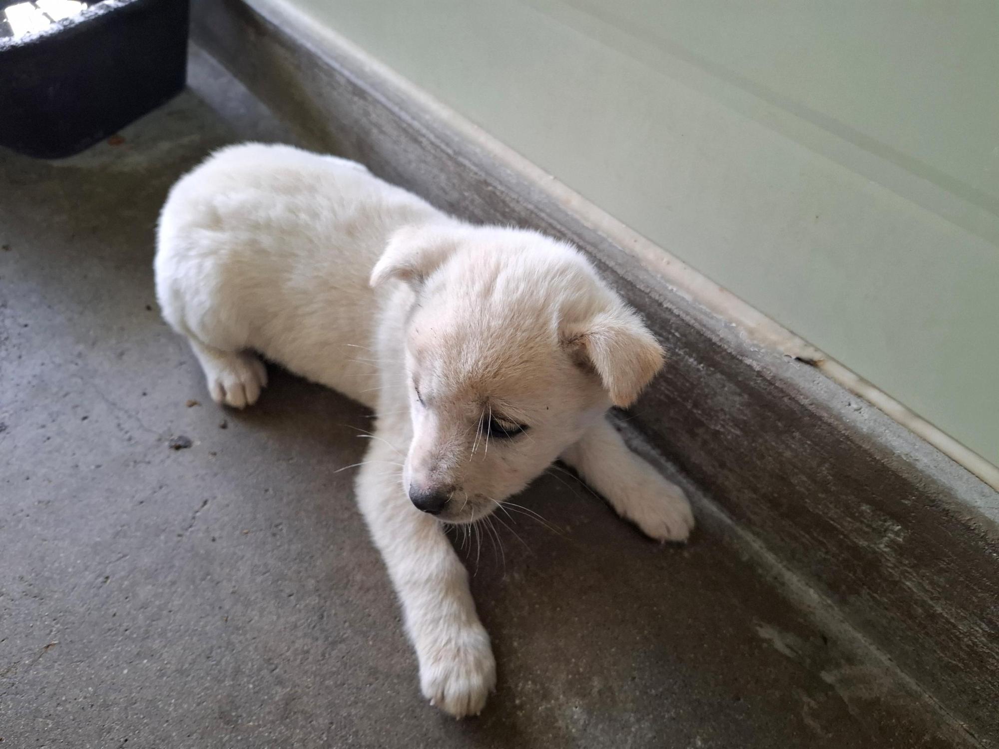 보호중 믹스견의 가…