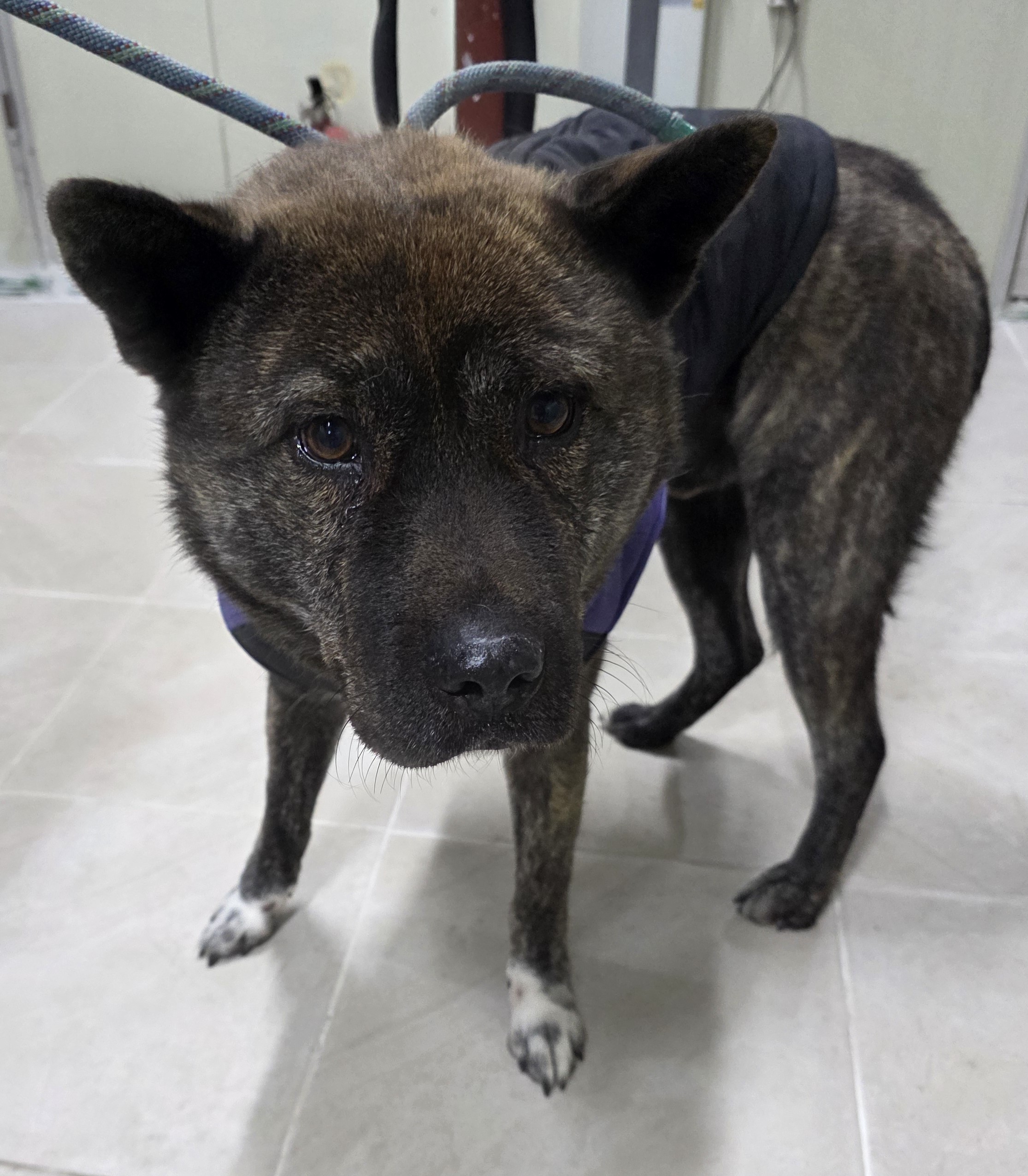 종료(반환) 믹스견…