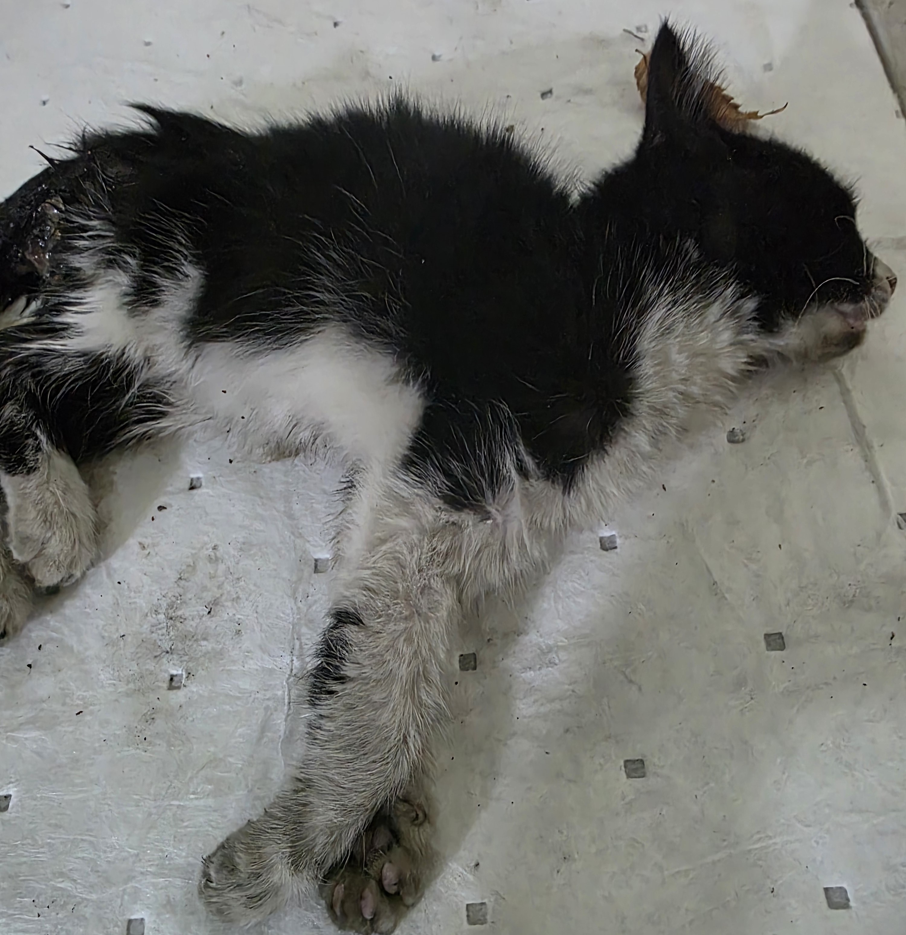 종료(자연사) 한국…